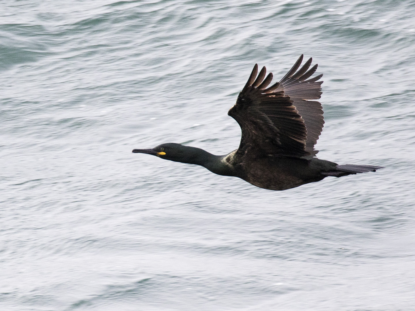 European Shag