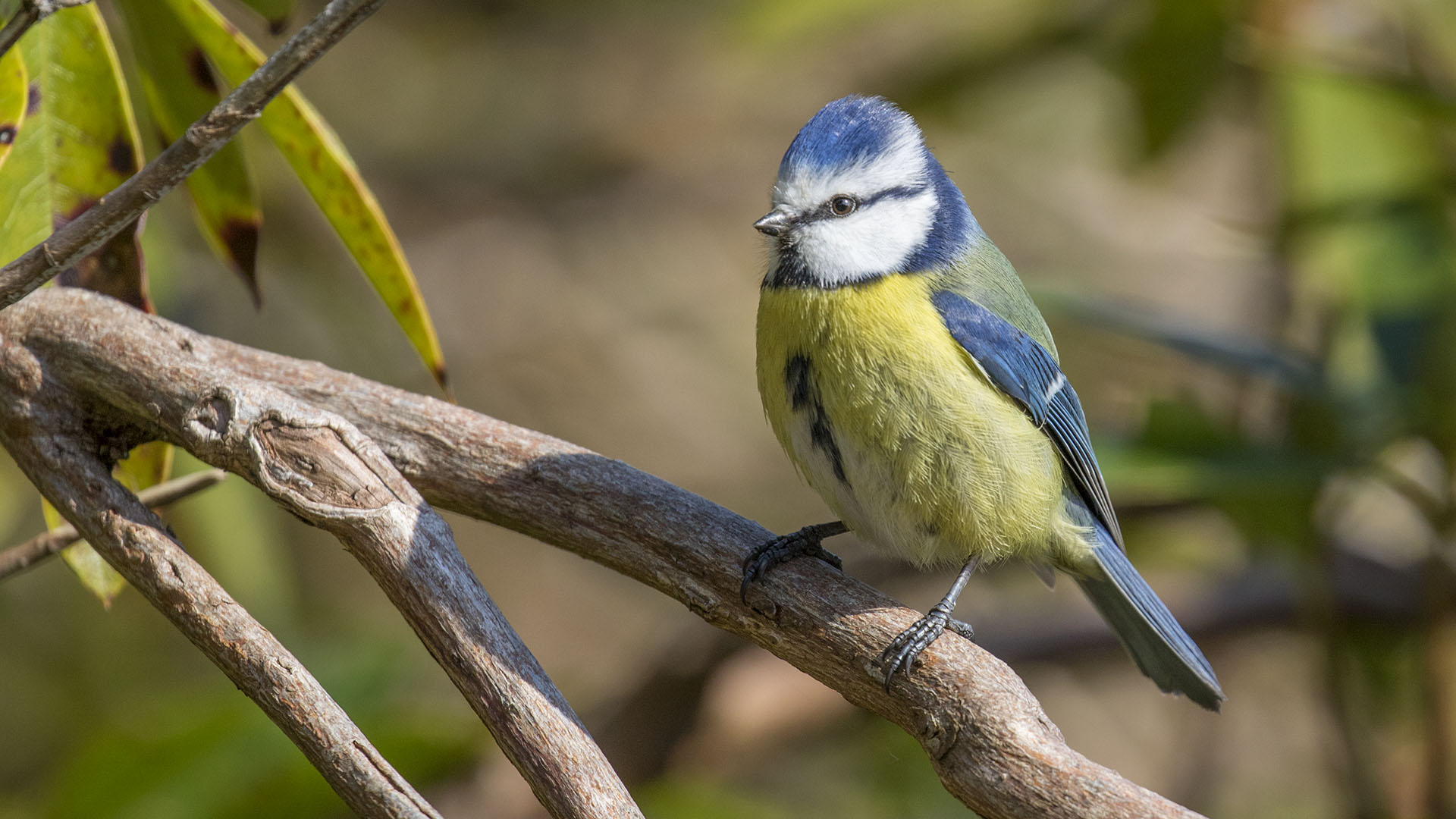 Blue Tit