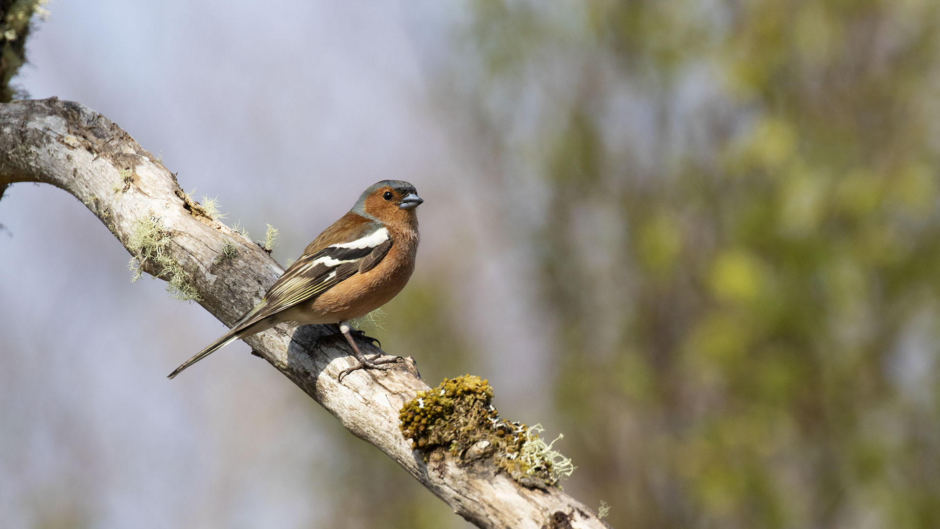 Chaffinch