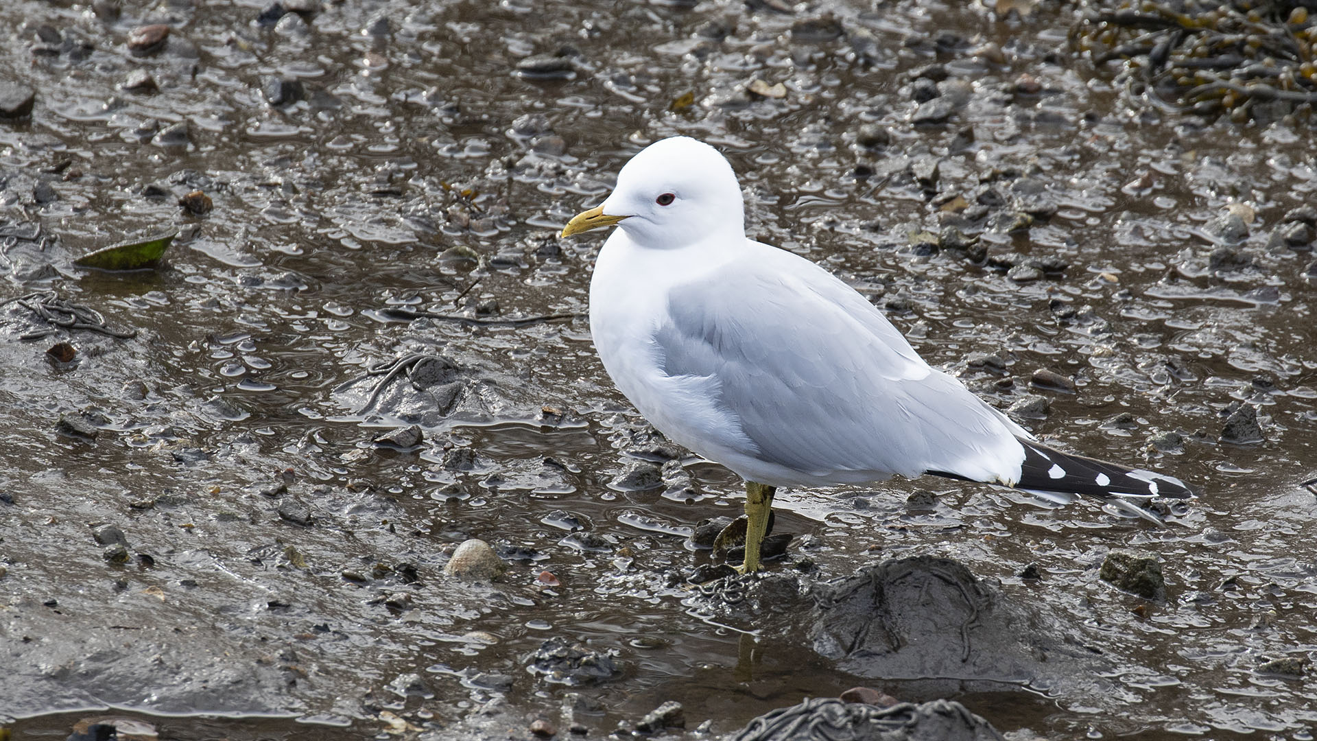 Common Gull