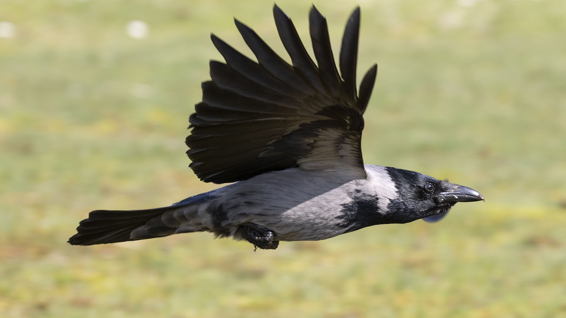 Hooded Crow