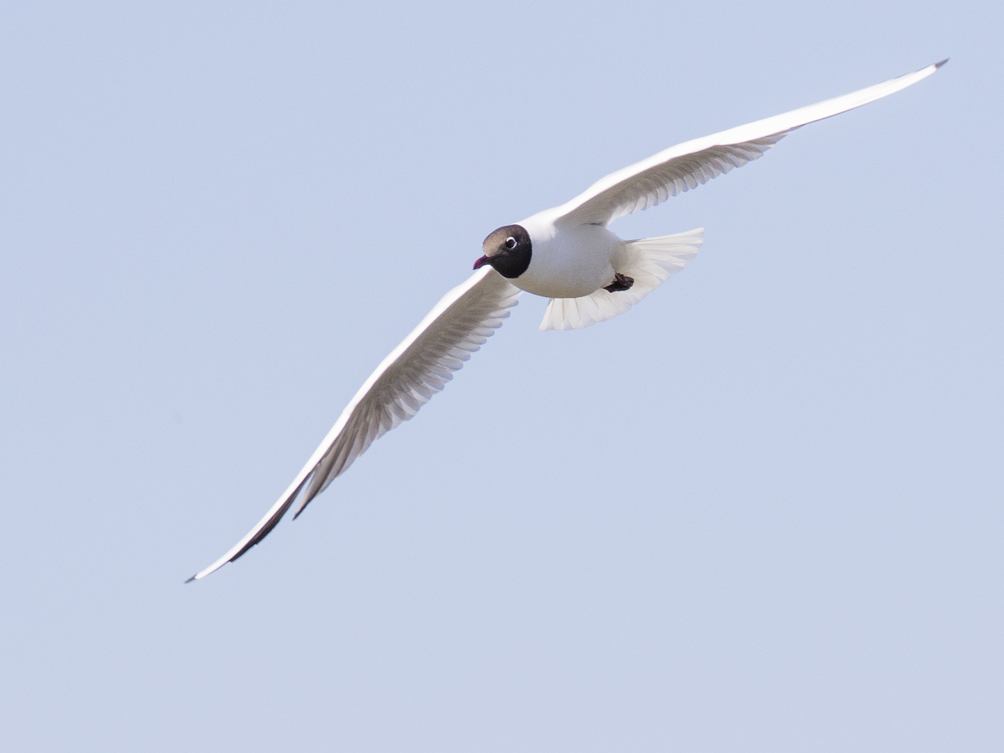 Black-headed Gull
