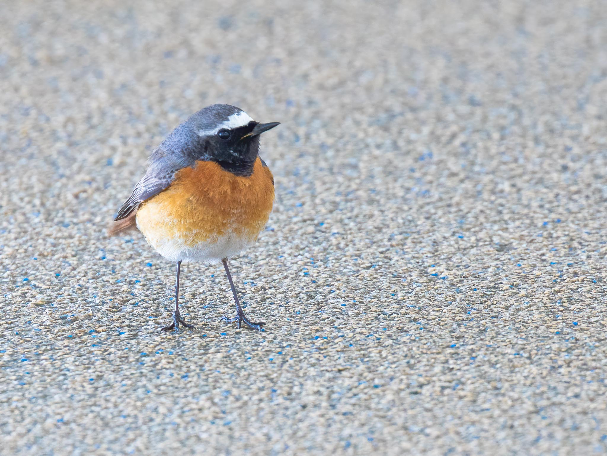 Common Redstart