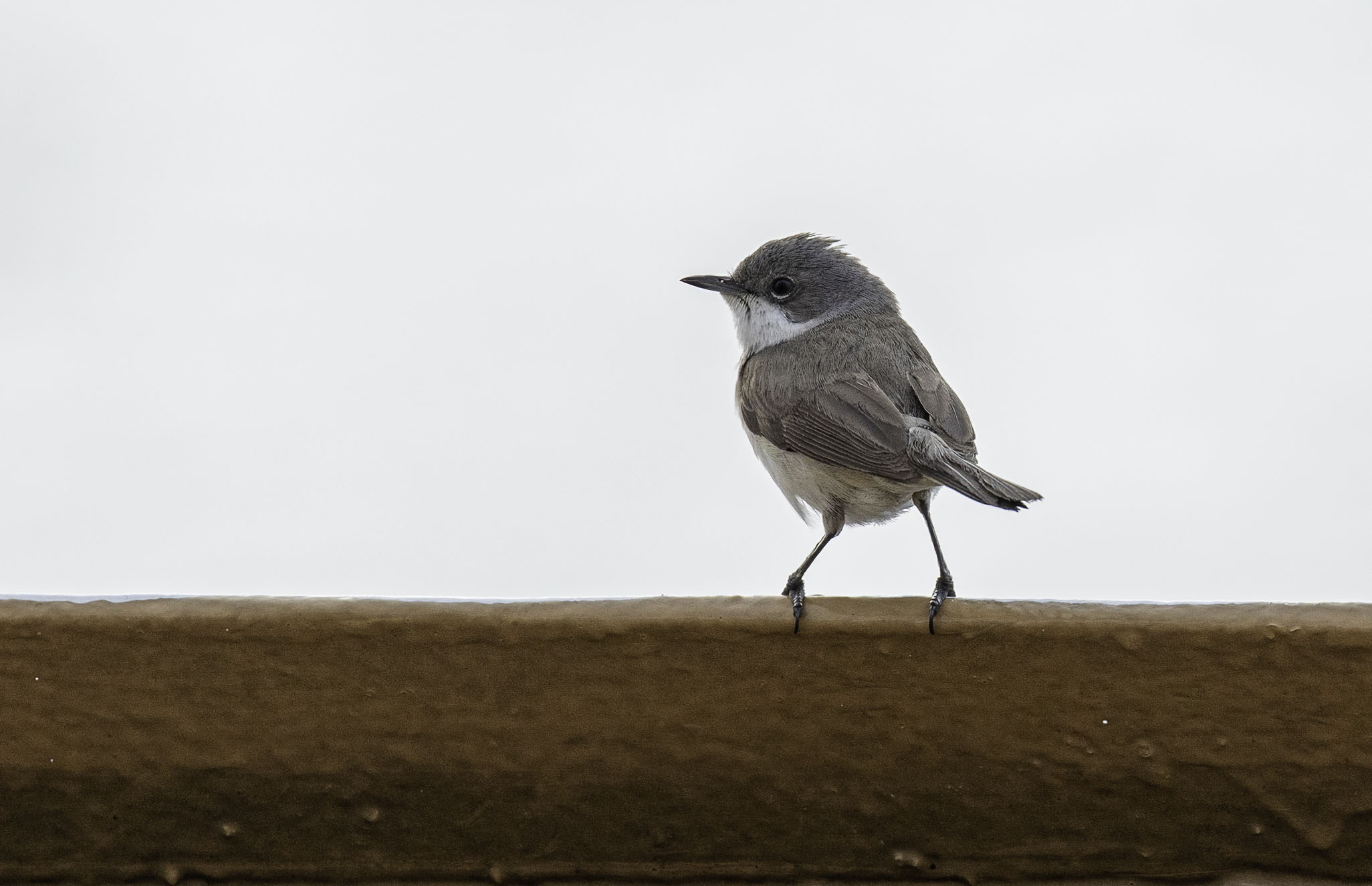 Common Whitethroat