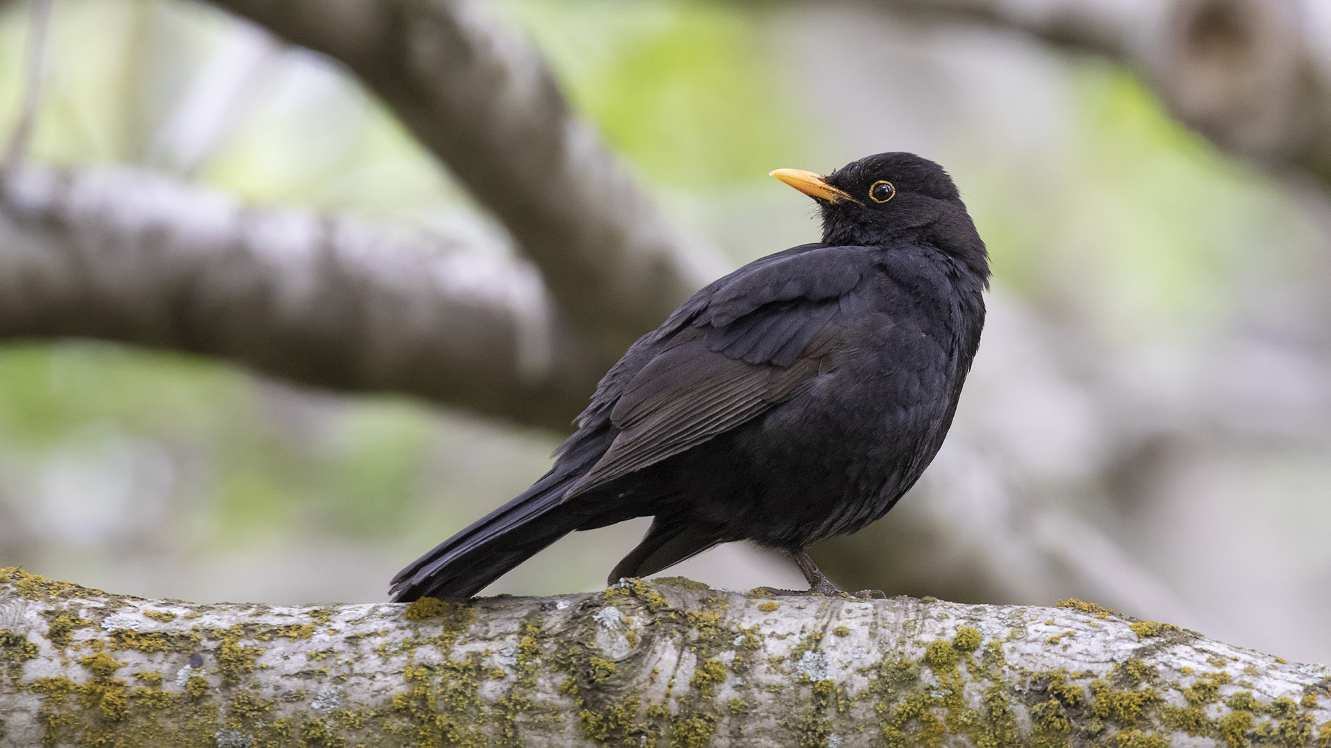 Blackbird