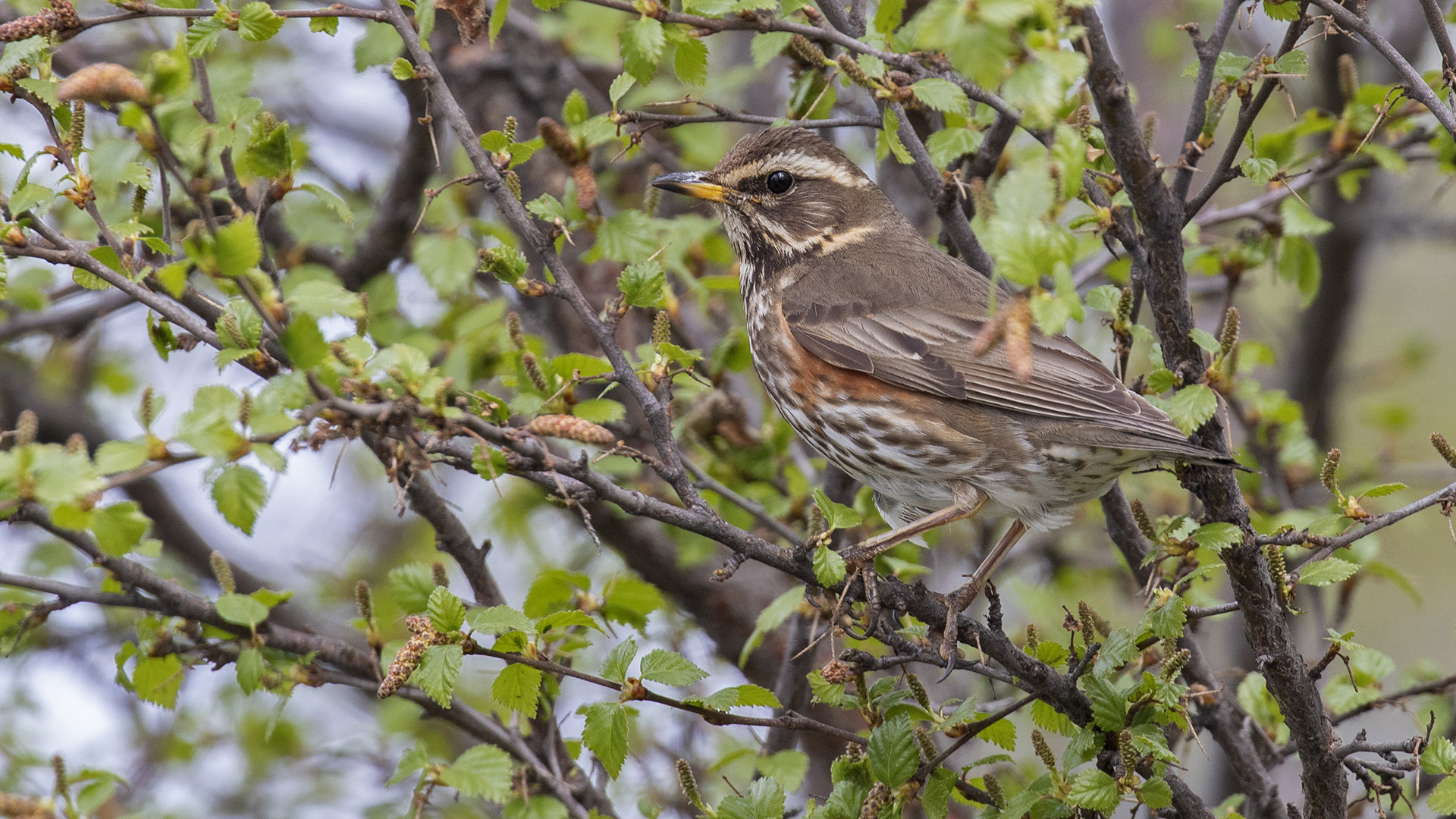 Redwing