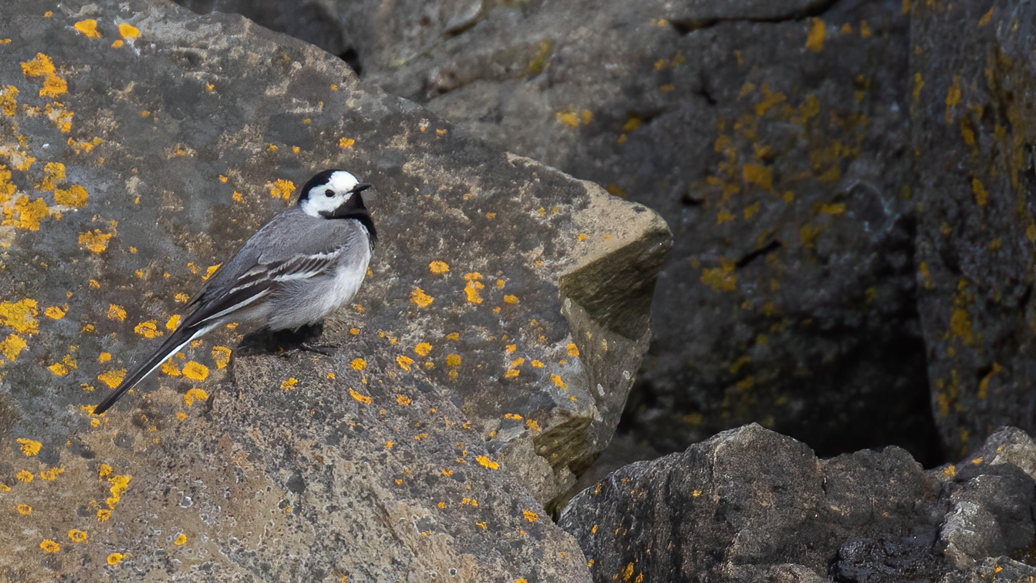 White Wagtail
