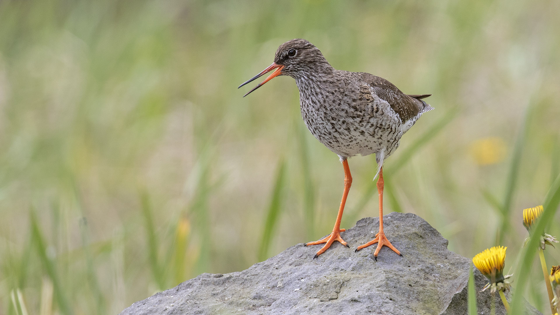 Redshank