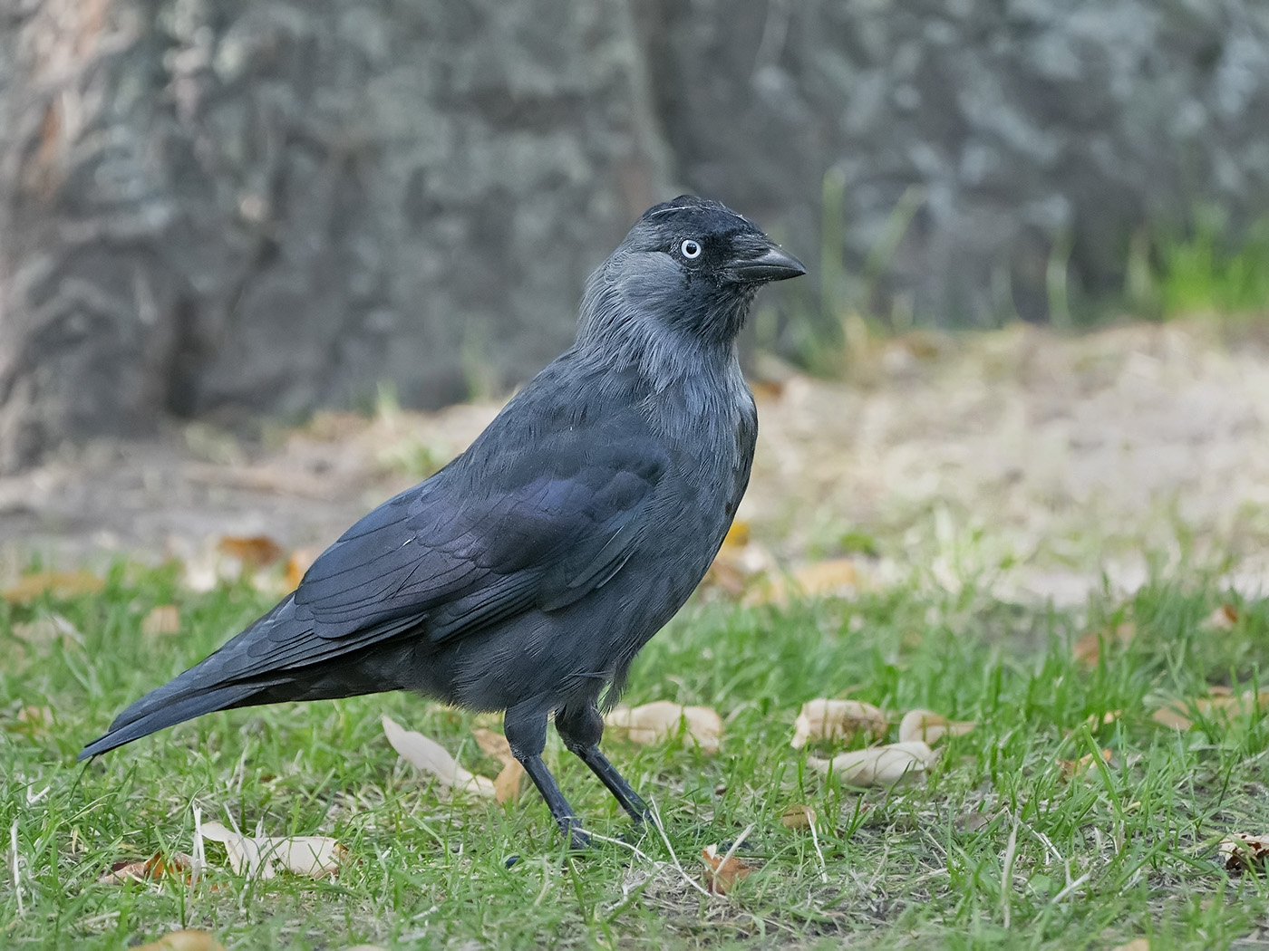 Jackdaw