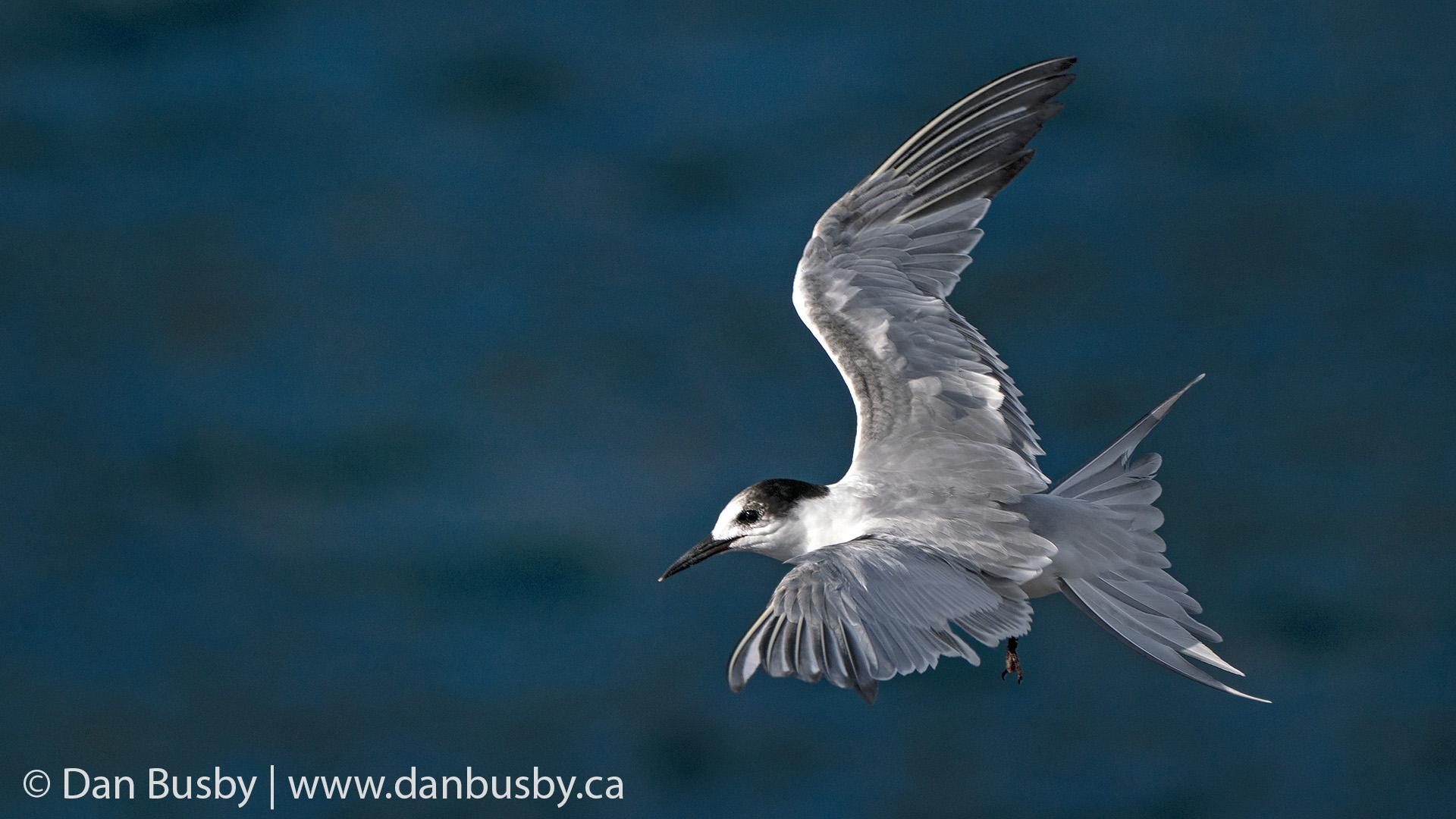 Common Tern