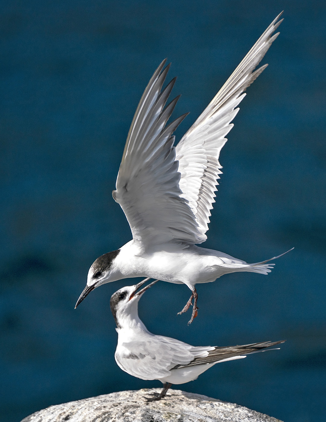 Common Tern