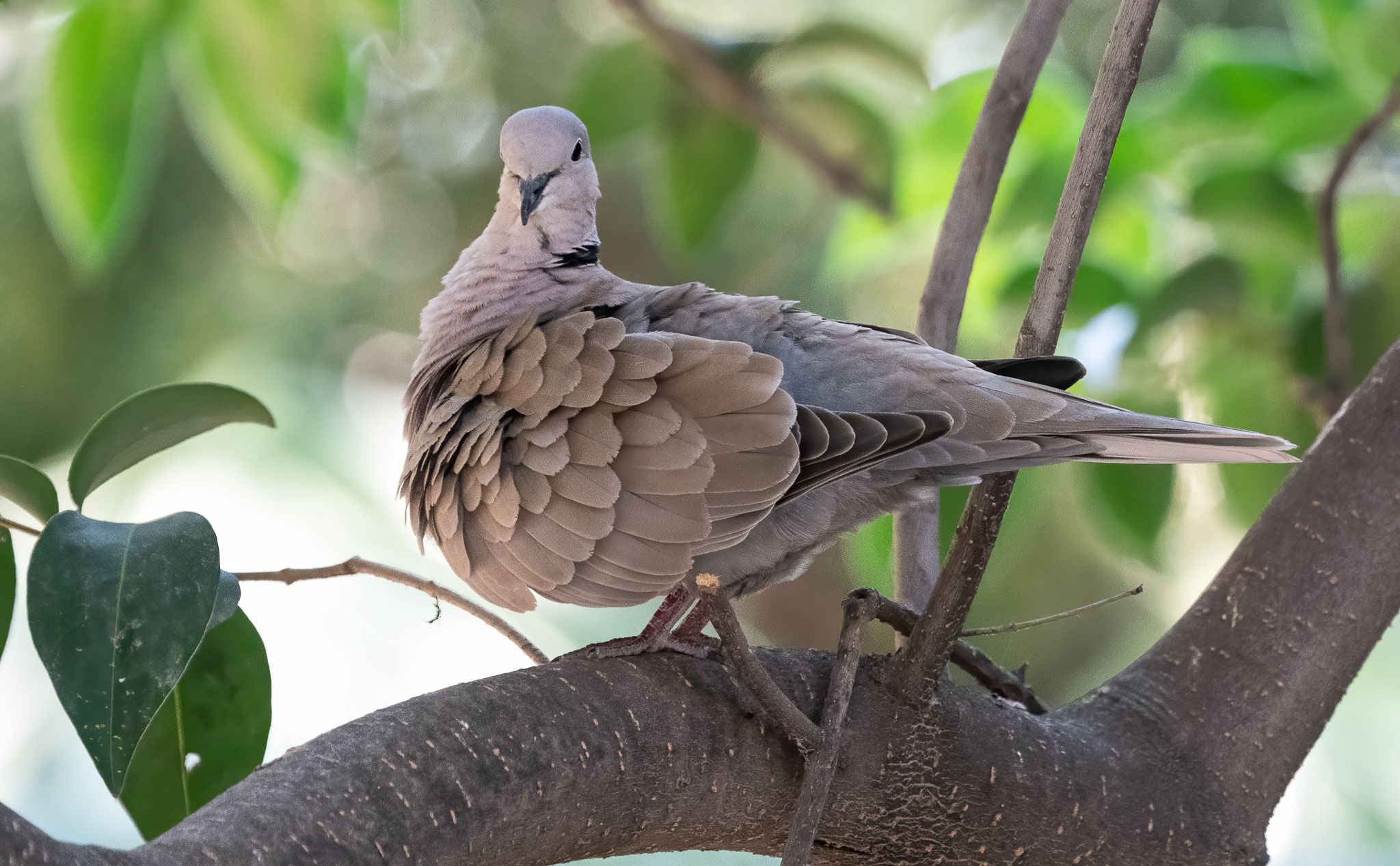 Collared Dove