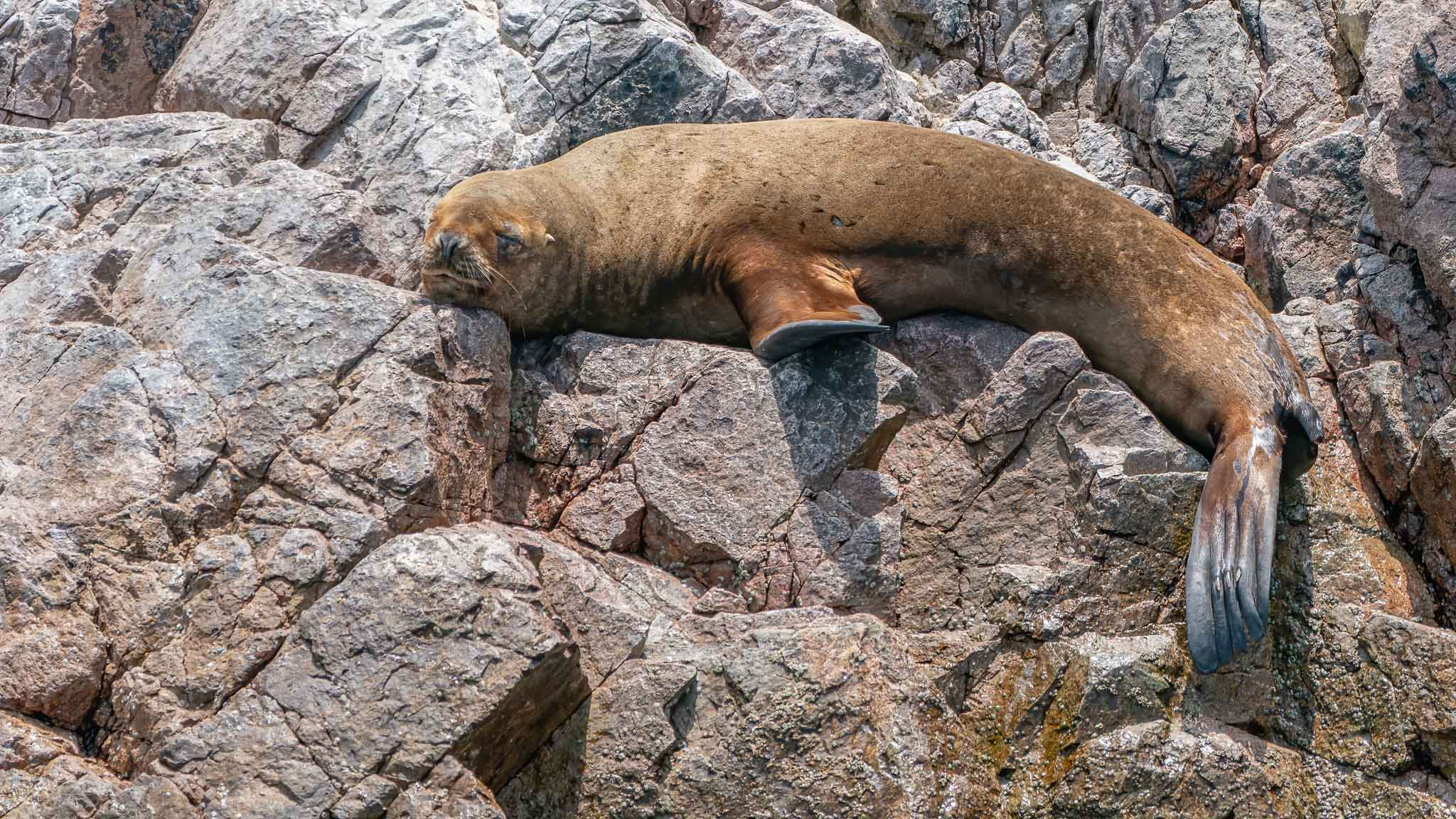 South American Sea Lion