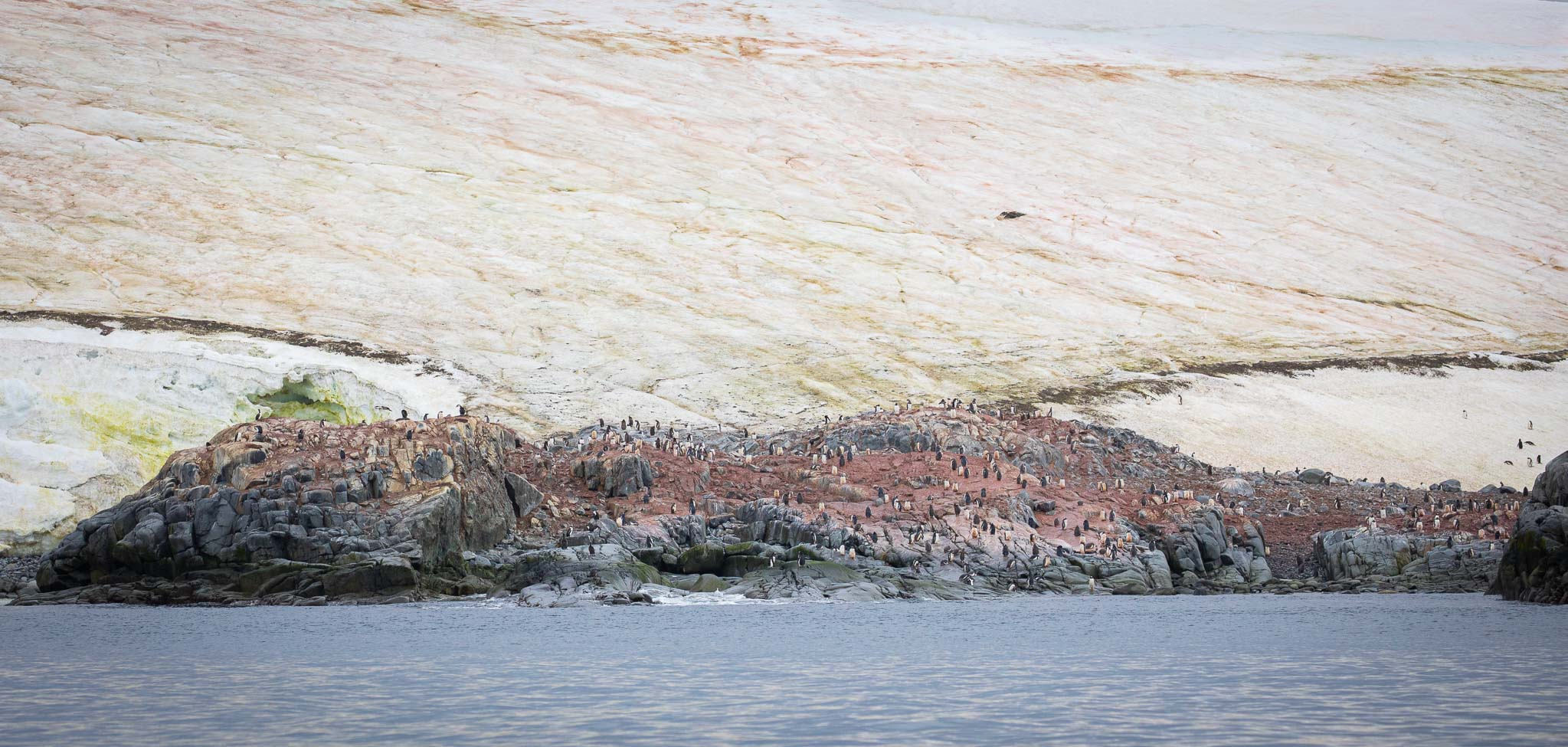 Algae Ice Doumer Island