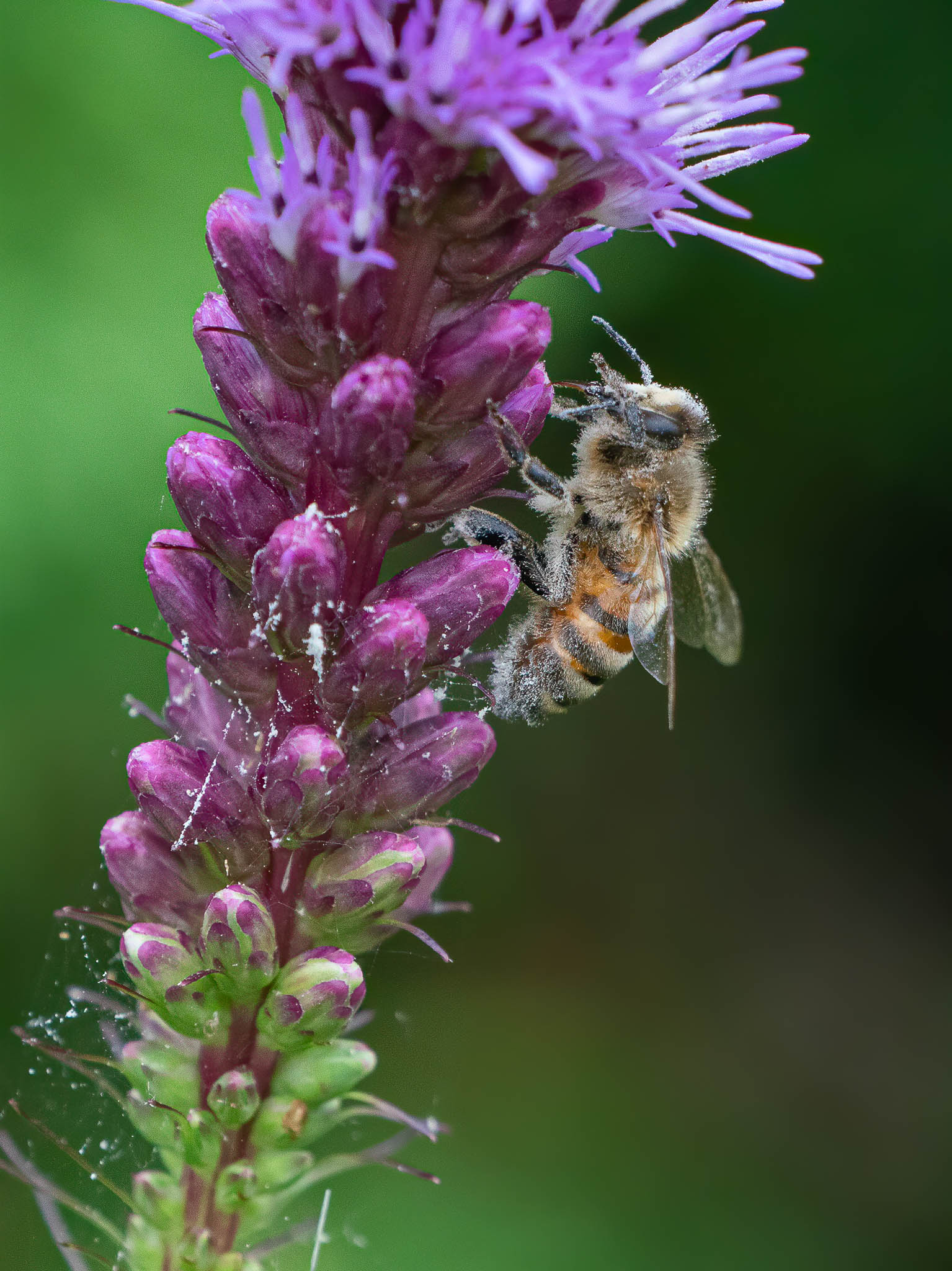 Honey Bee