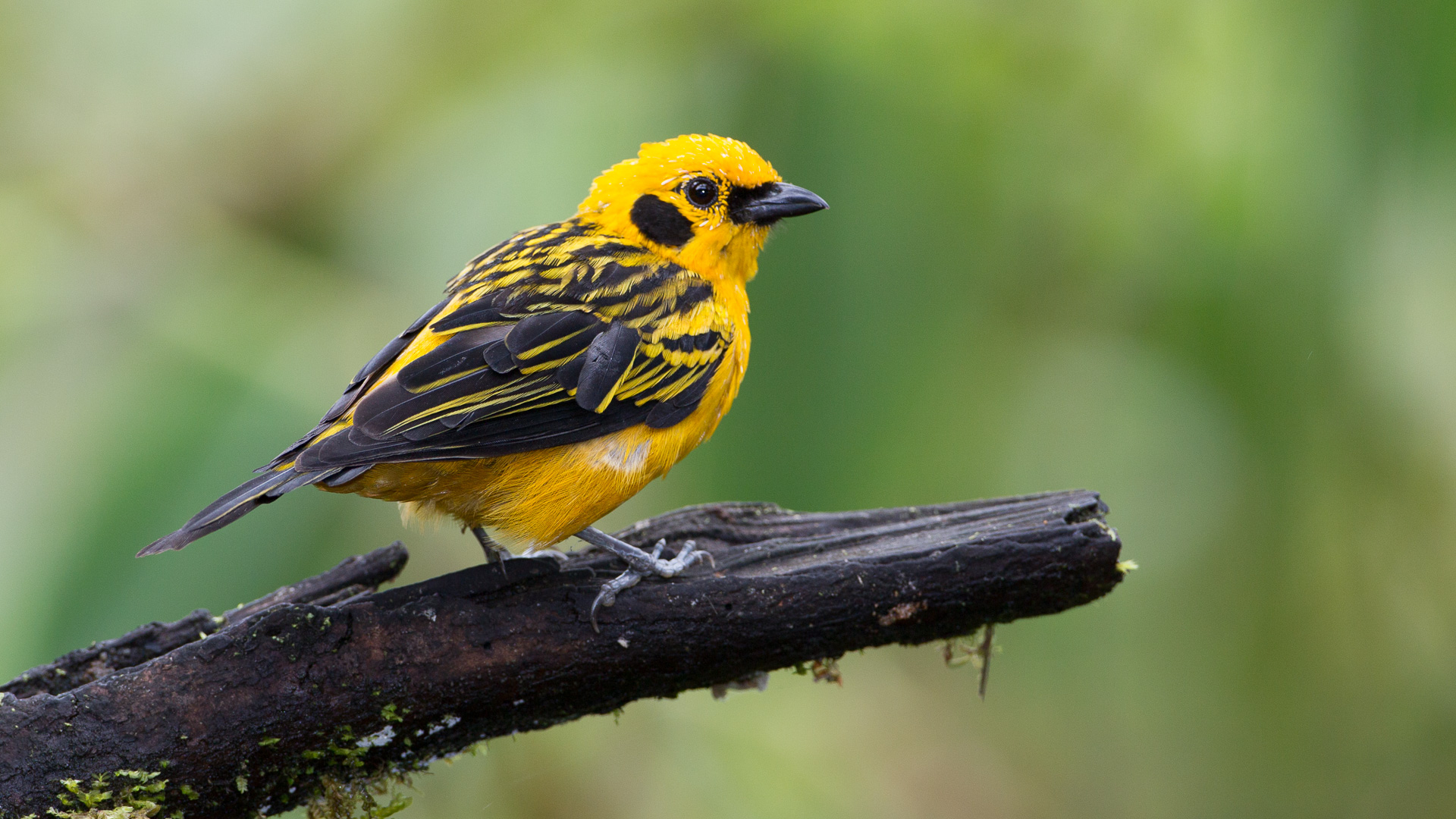 Golden Tanager