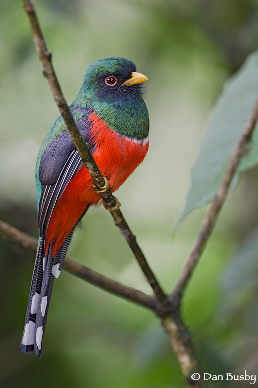 Masked Trogon