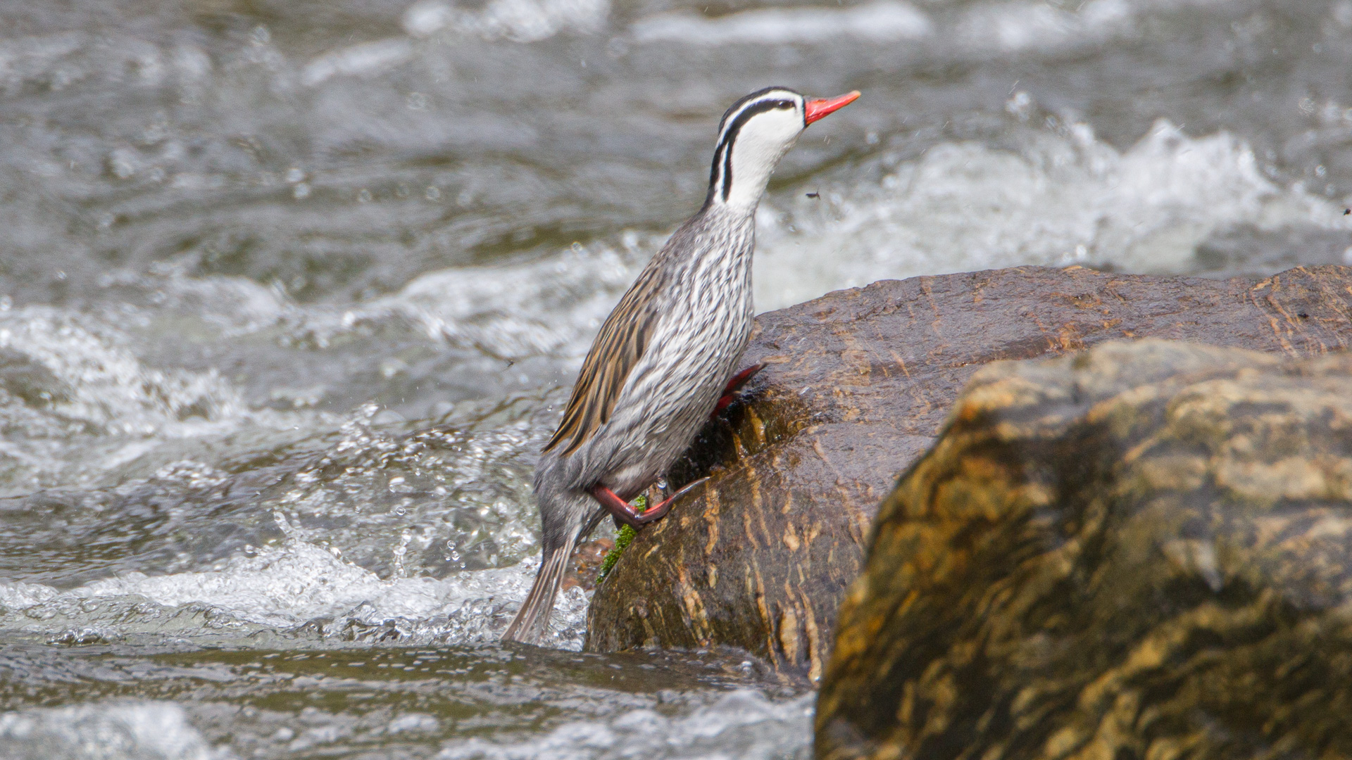 Torrent Duck