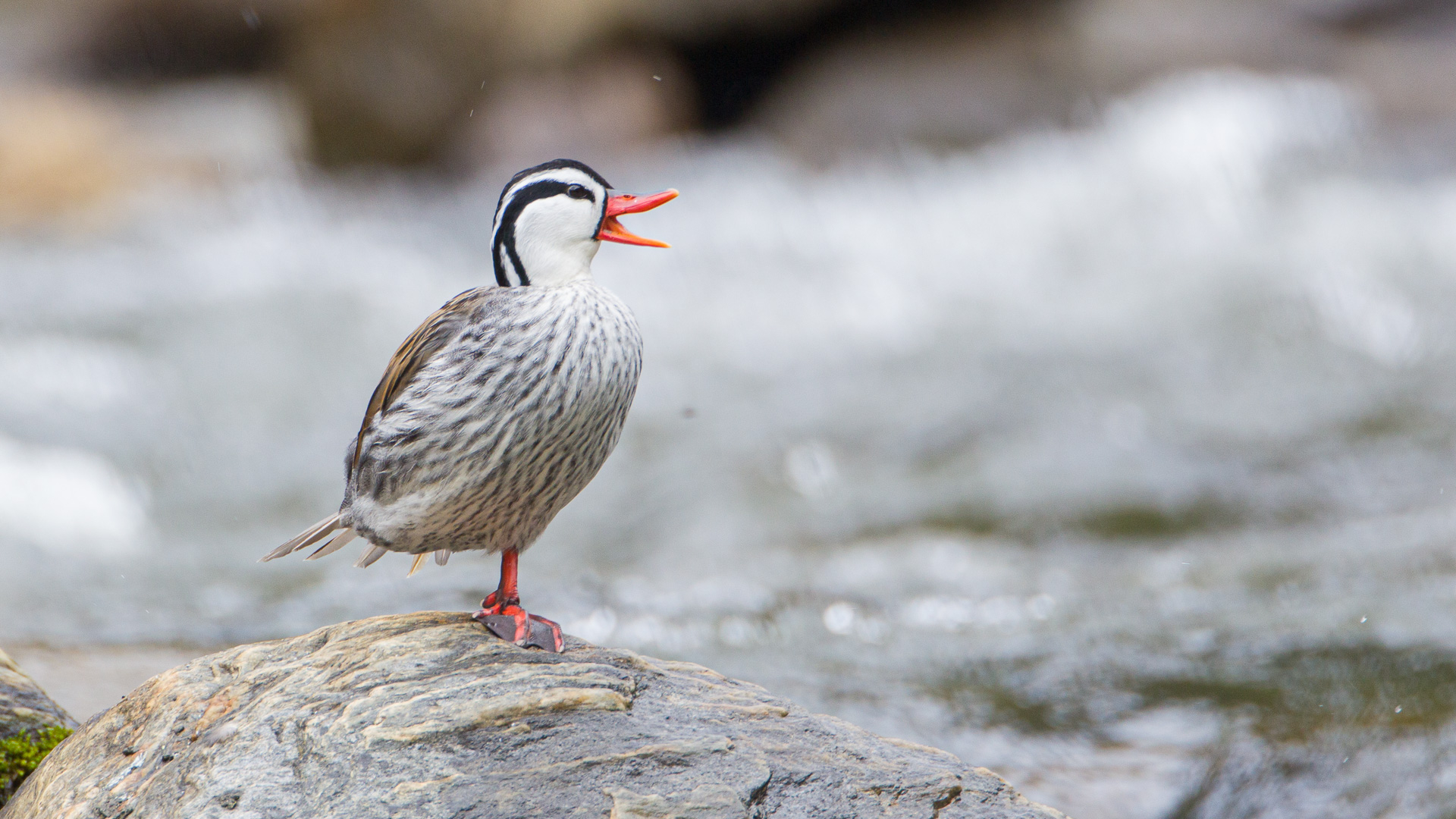 Torrent Duck