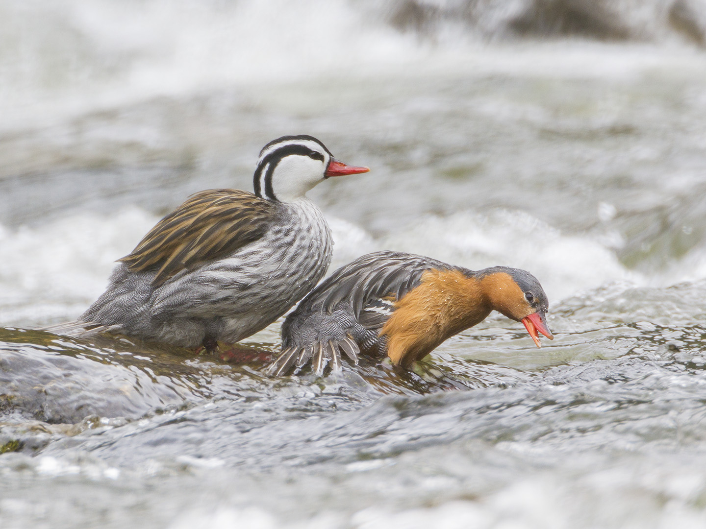 Torrent Duck