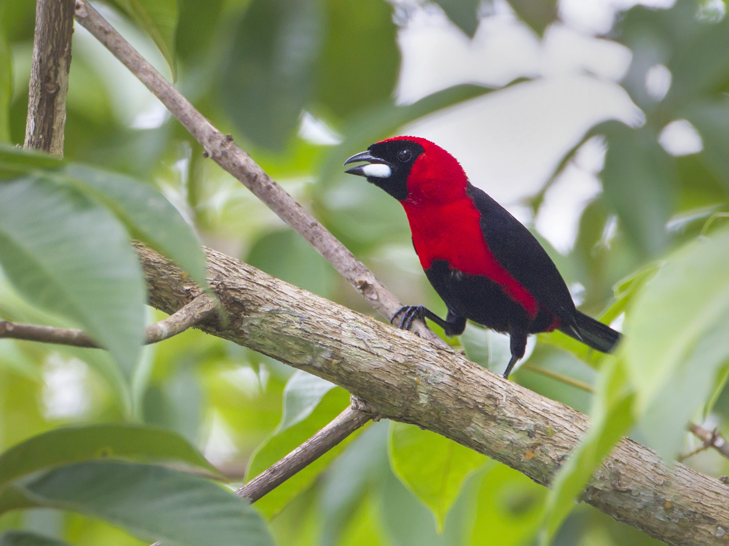 Masked Crimson Tanager