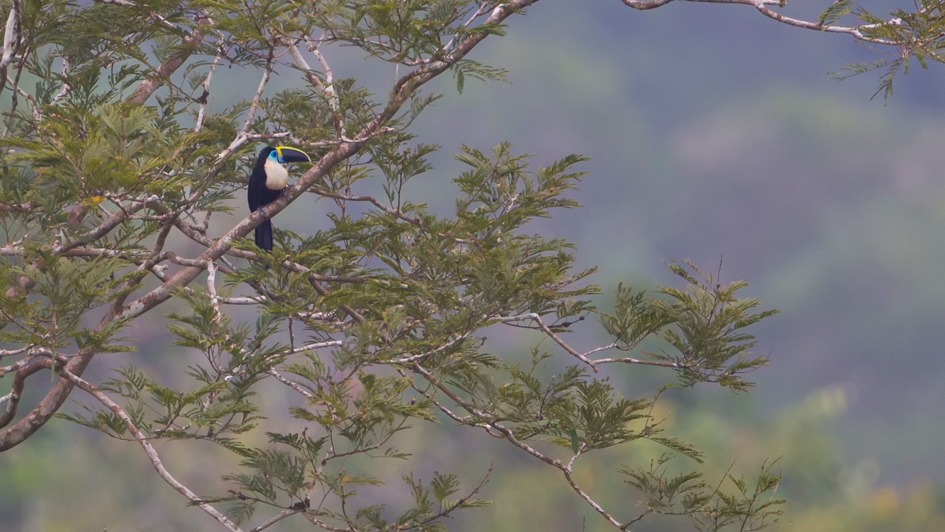 White-throated Trogon