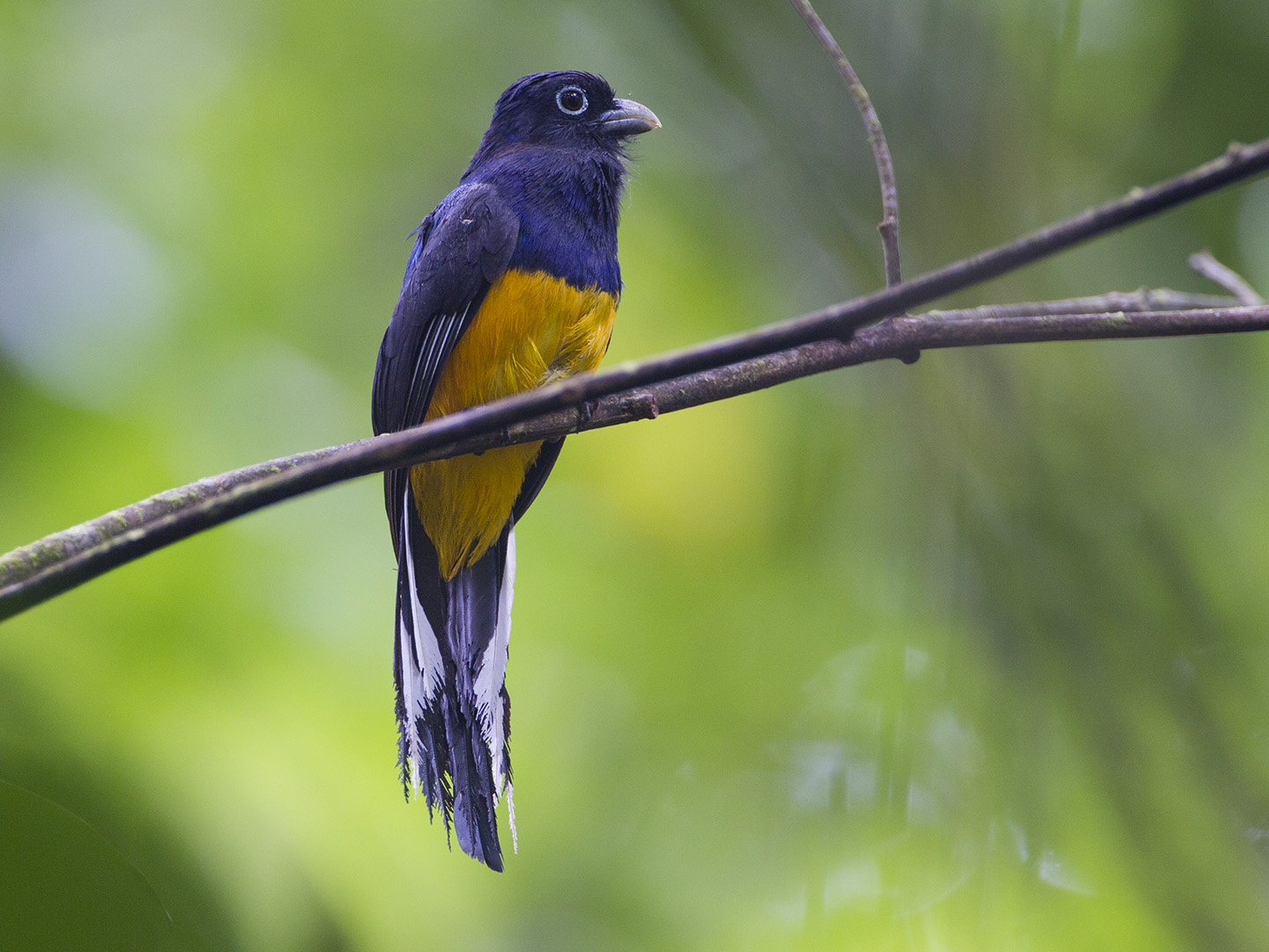 Amazonian White-tailed Trogon
