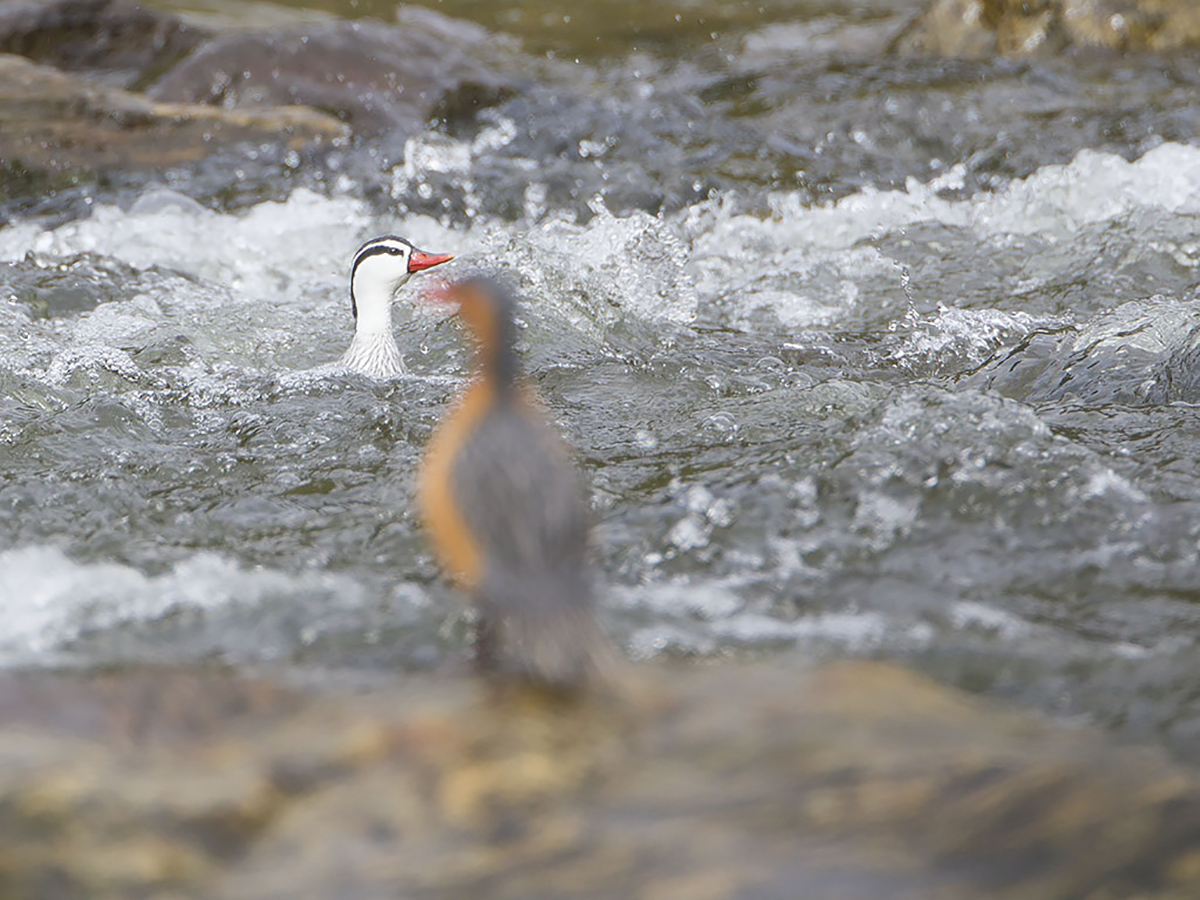 Torrent Duck