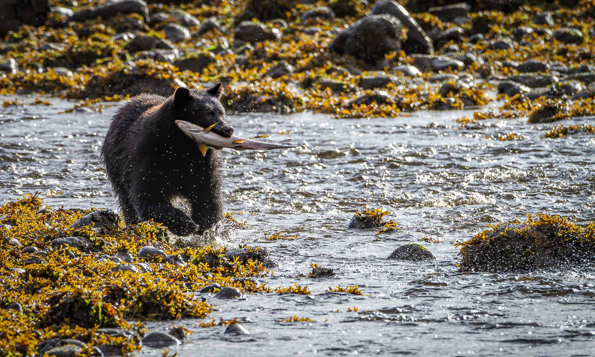 Black Bear