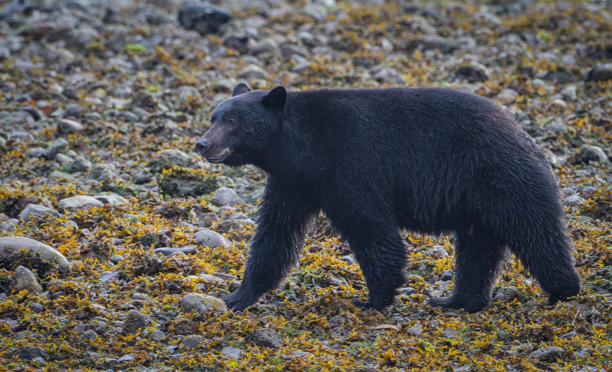 Black bear