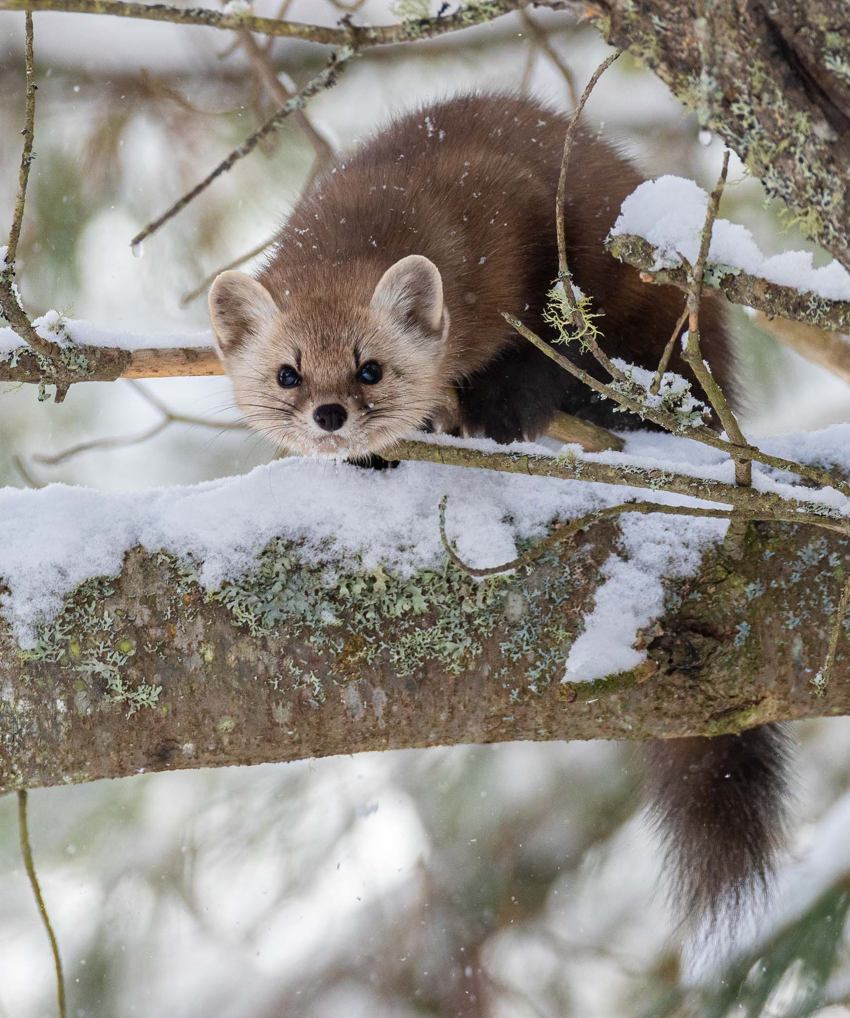 Pine Marten