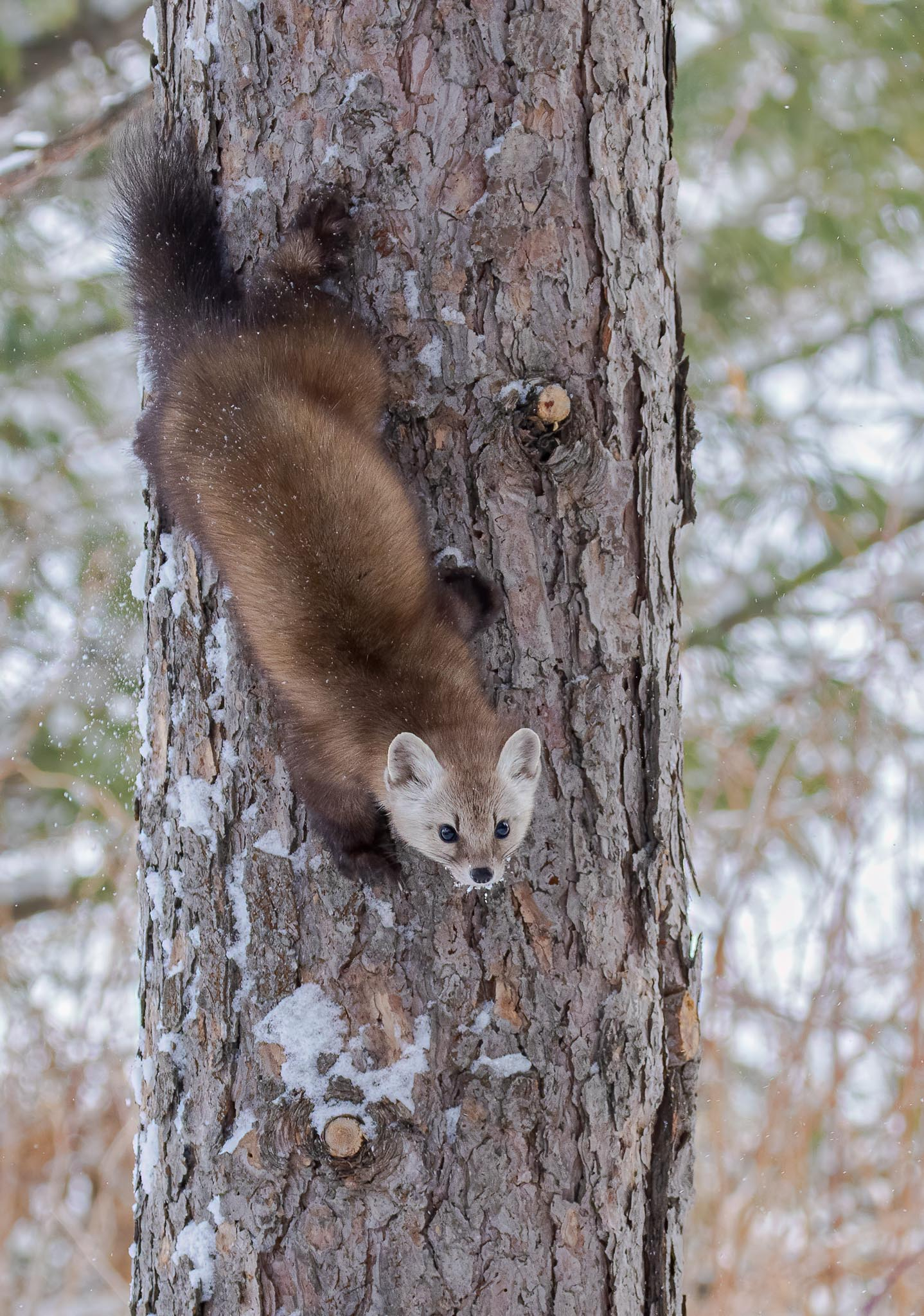 Pine Marten