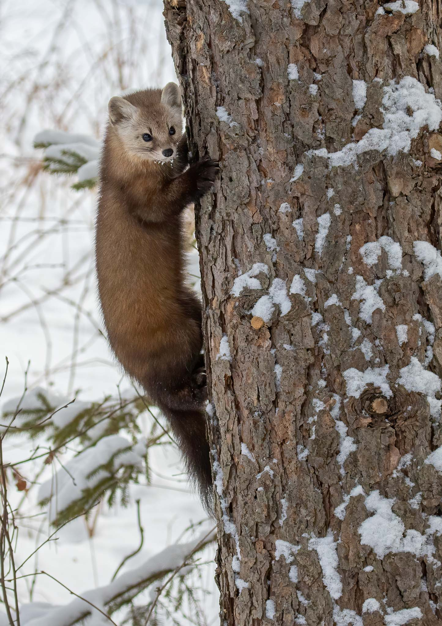 Pine Marten