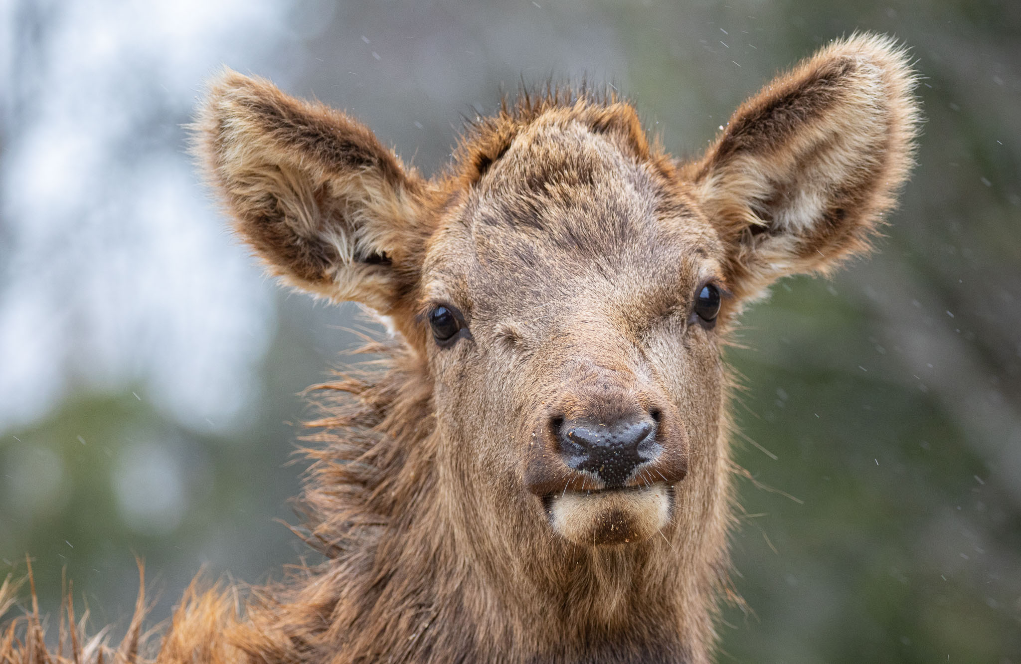 ELK