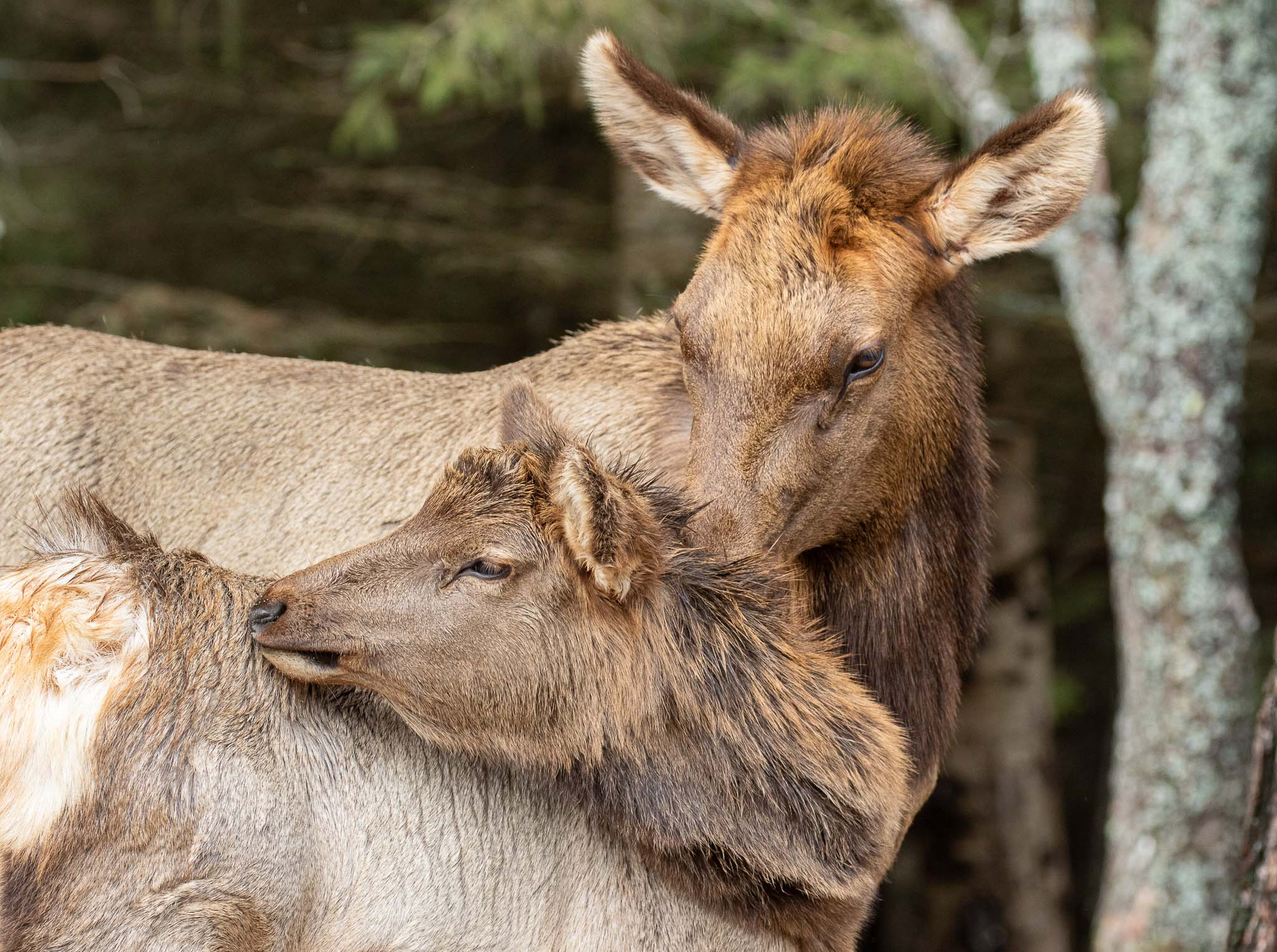 Elk