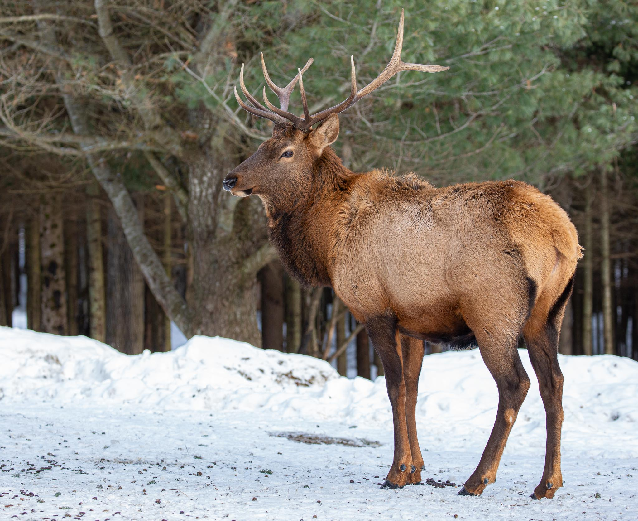 Elk
