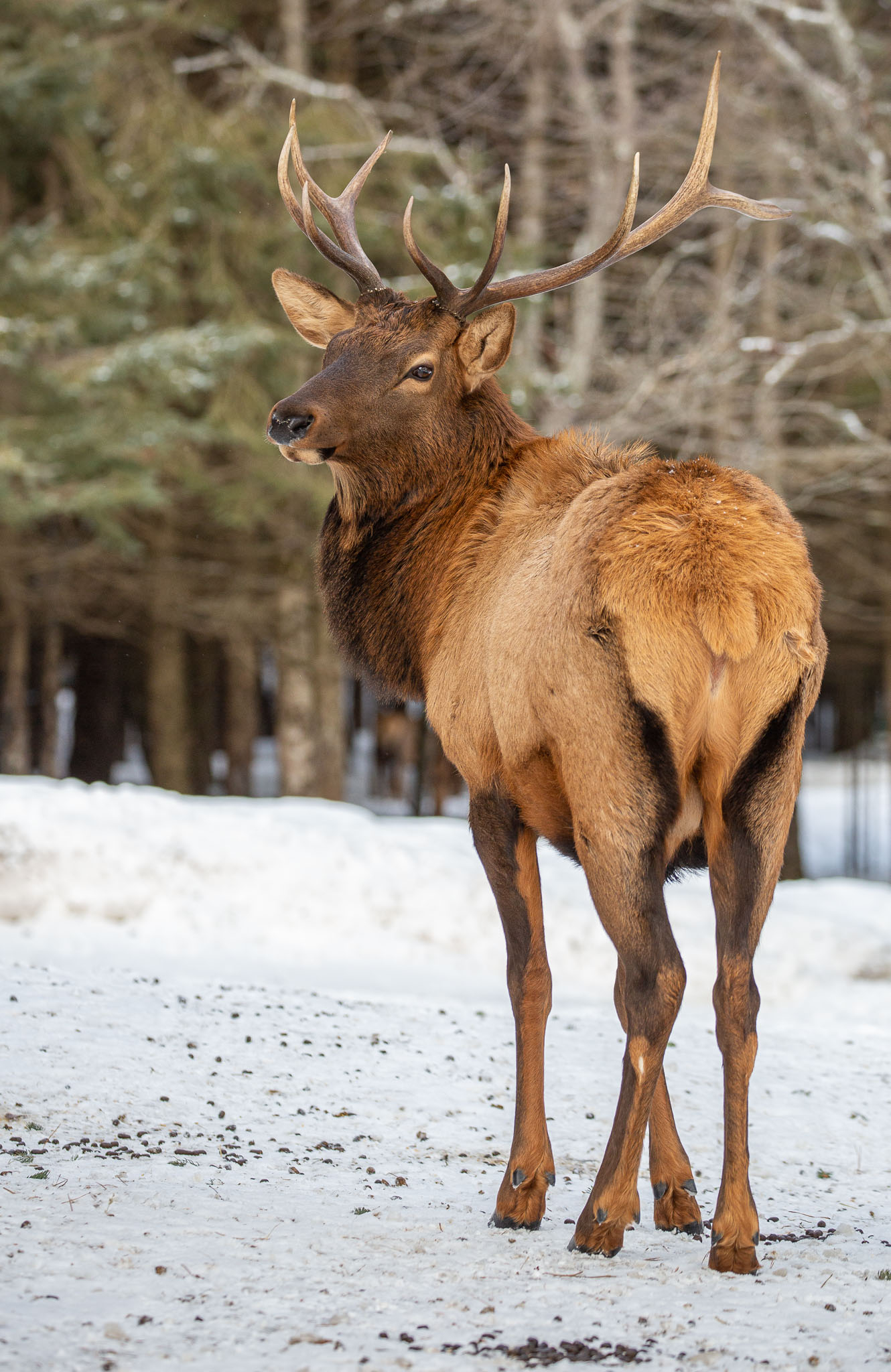Elk