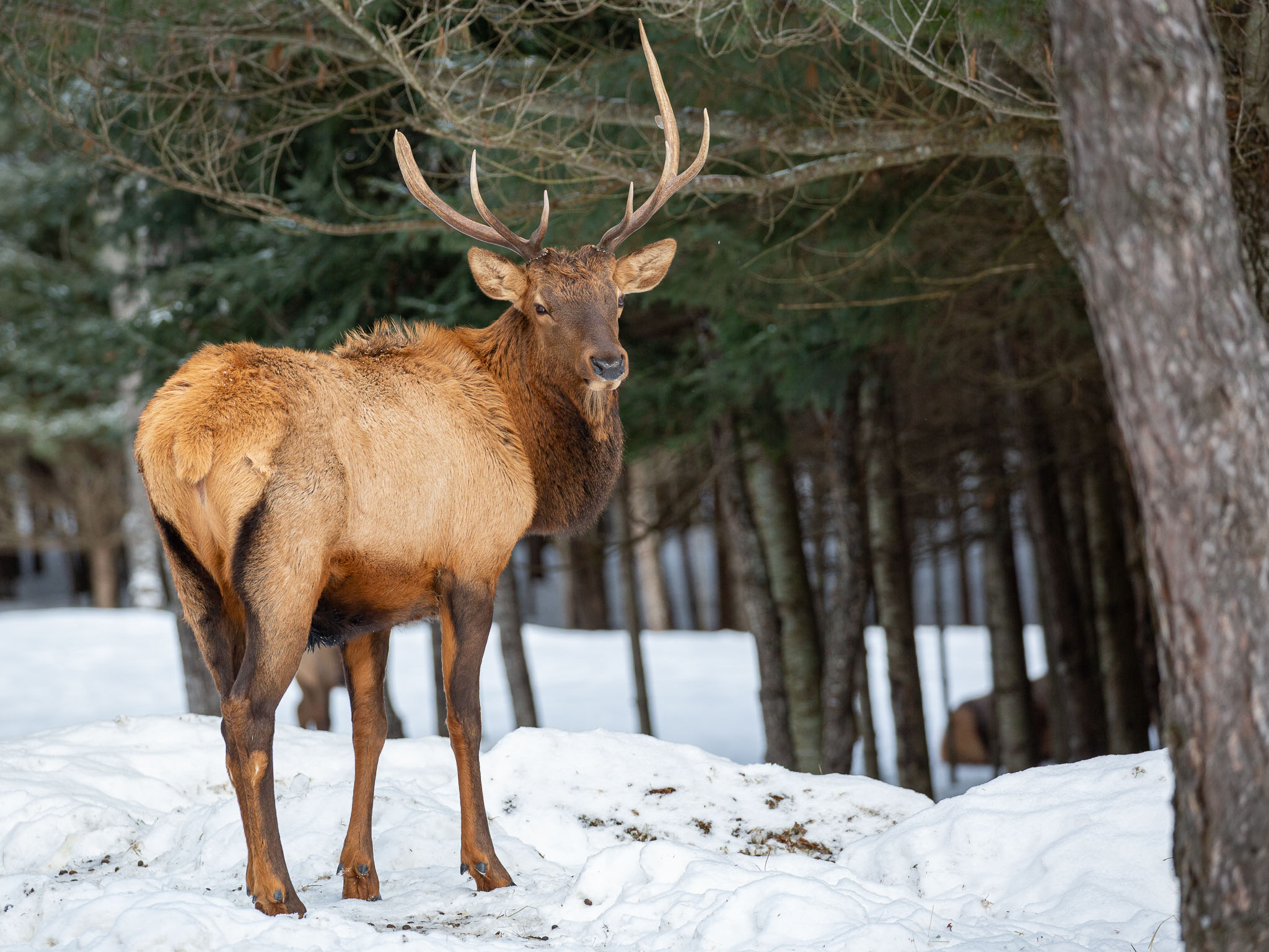 Elk