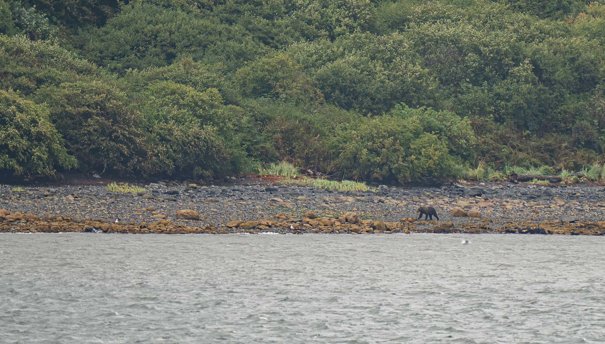 Kodiak bear