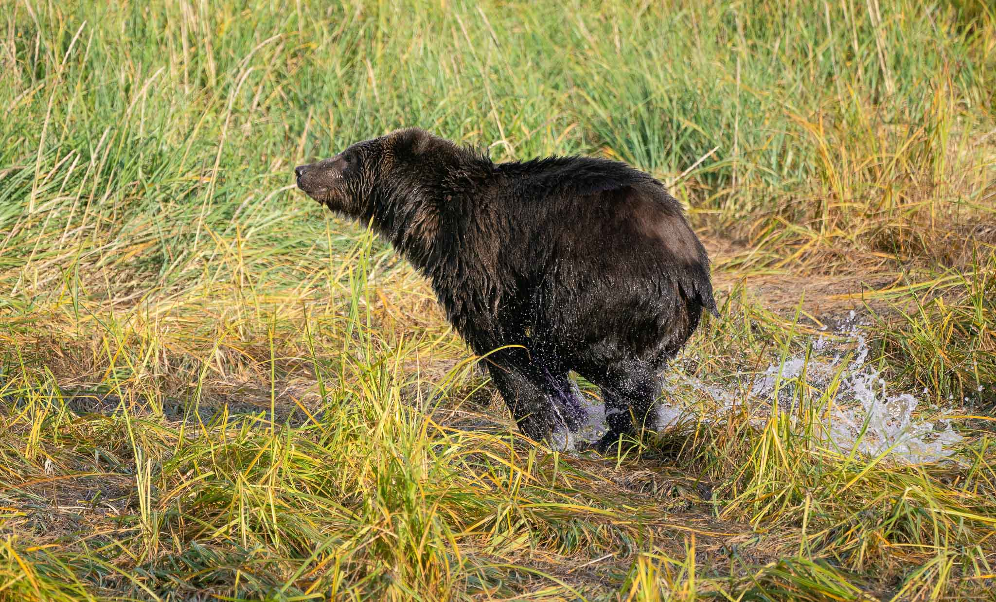 Kodiak Bear