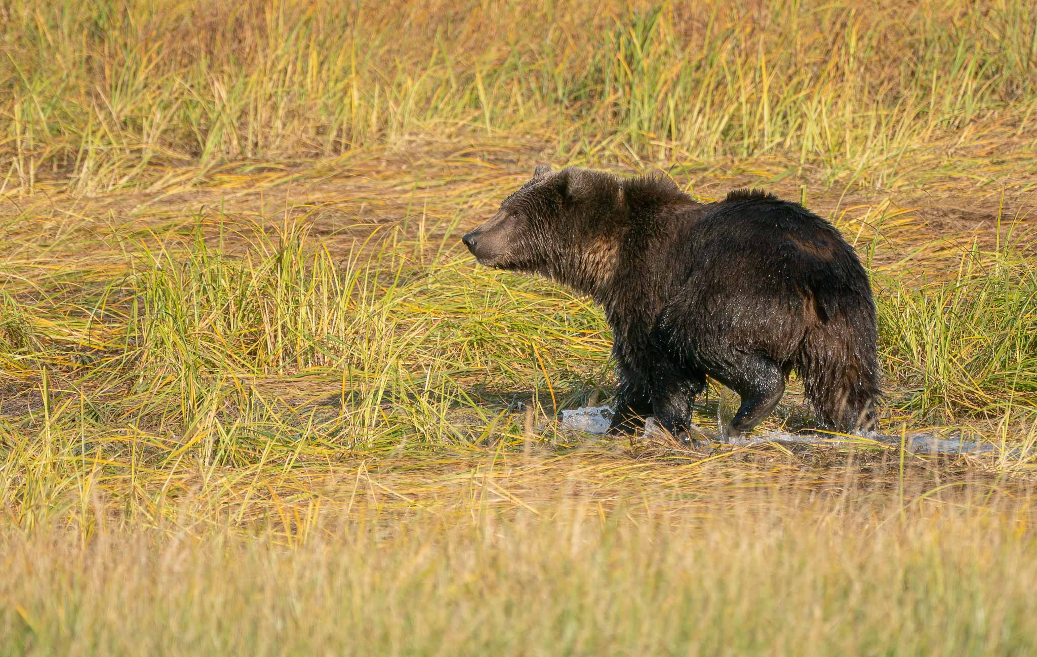 Kodiak Bear