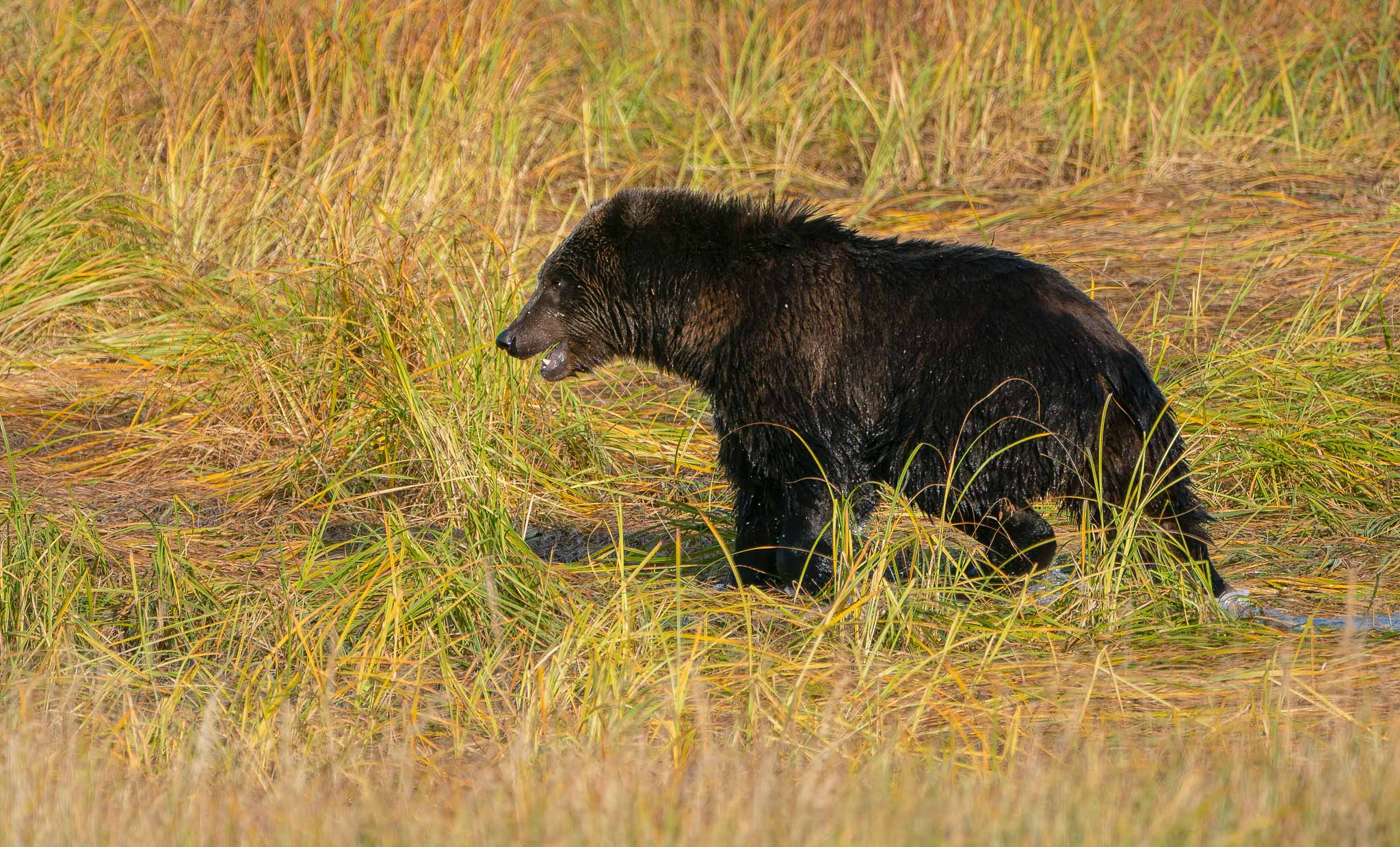 Kodiak Bear