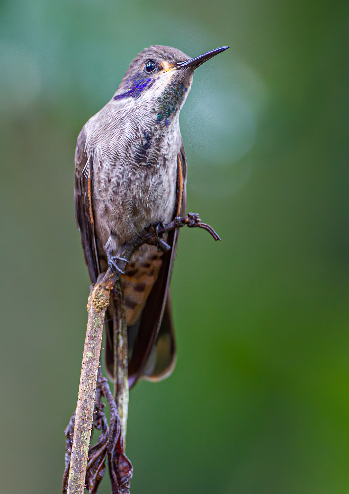 Brown Violetear