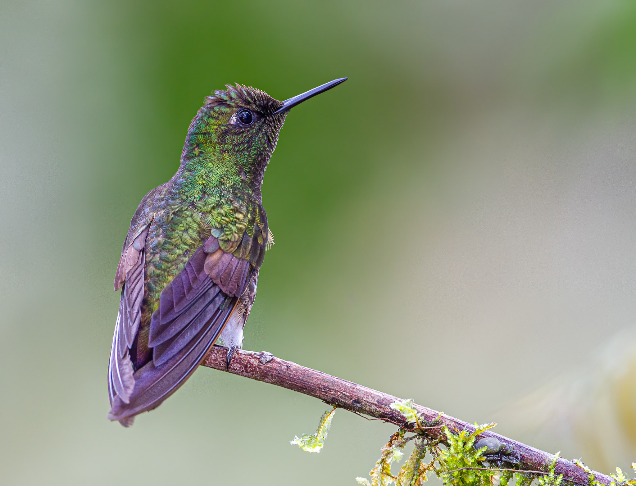 Buff-tailed Coronet