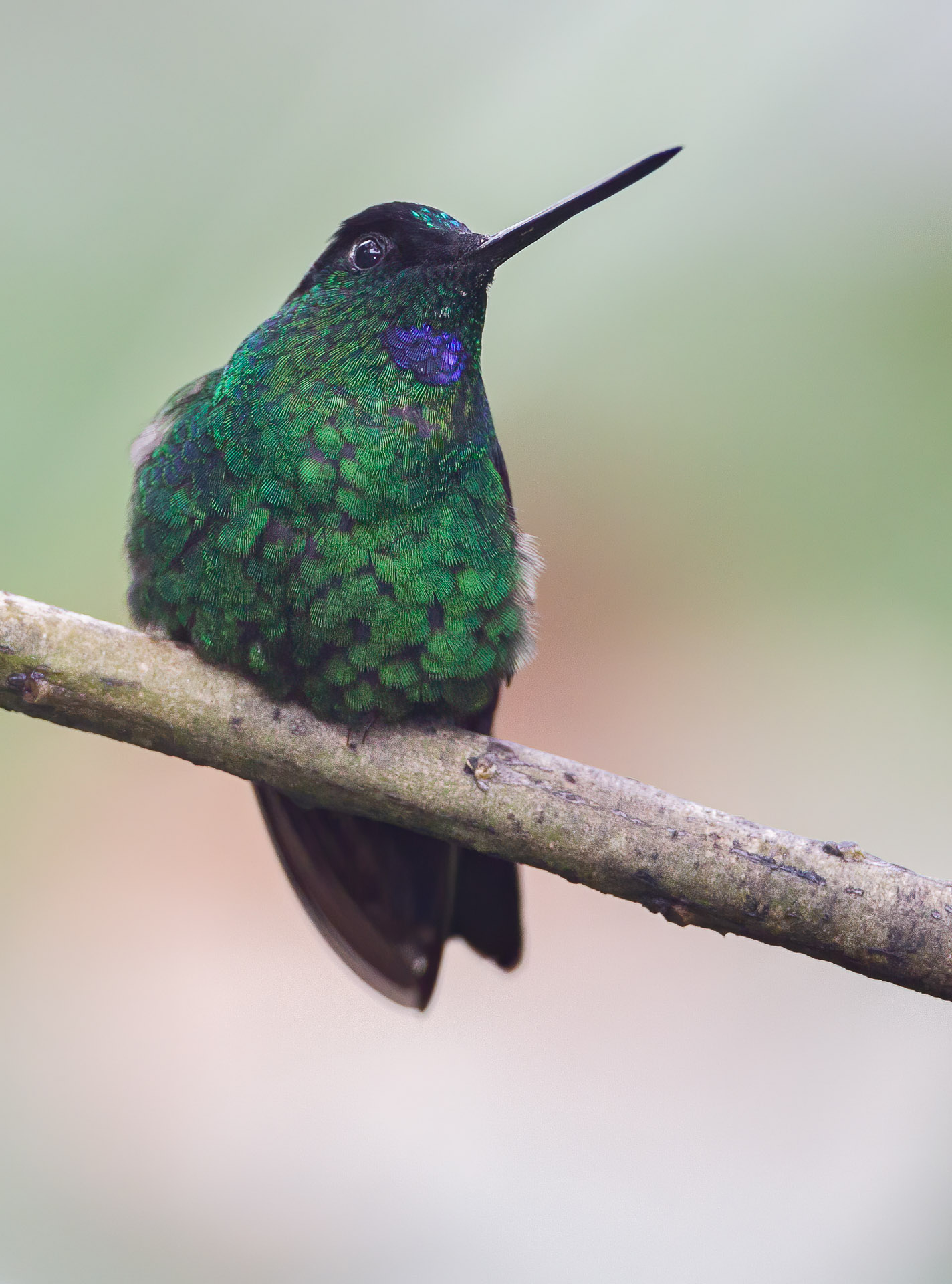 Buff-winged Starfrontlet