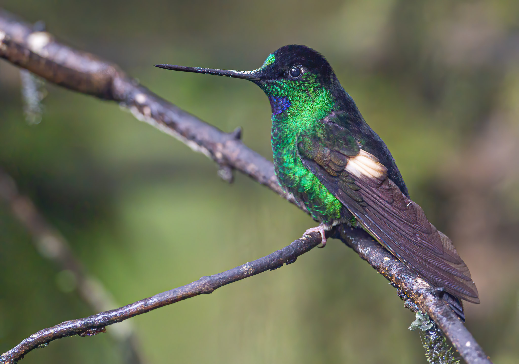 Buff-winged Starfrontlet