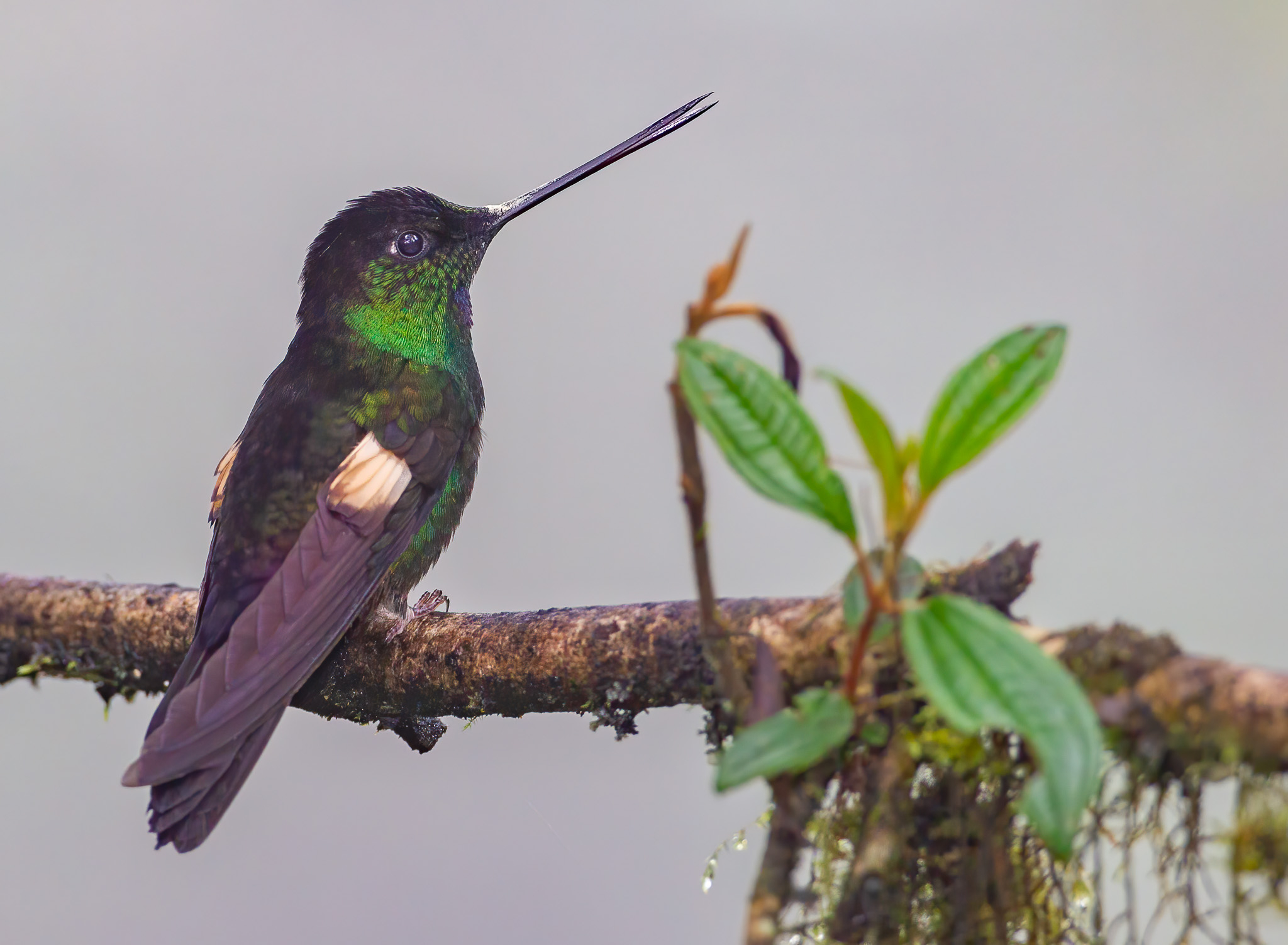 Buff-winged Starfrontlet