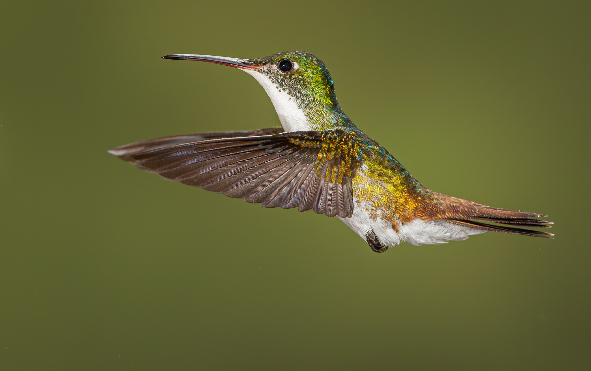 Andean Emerald