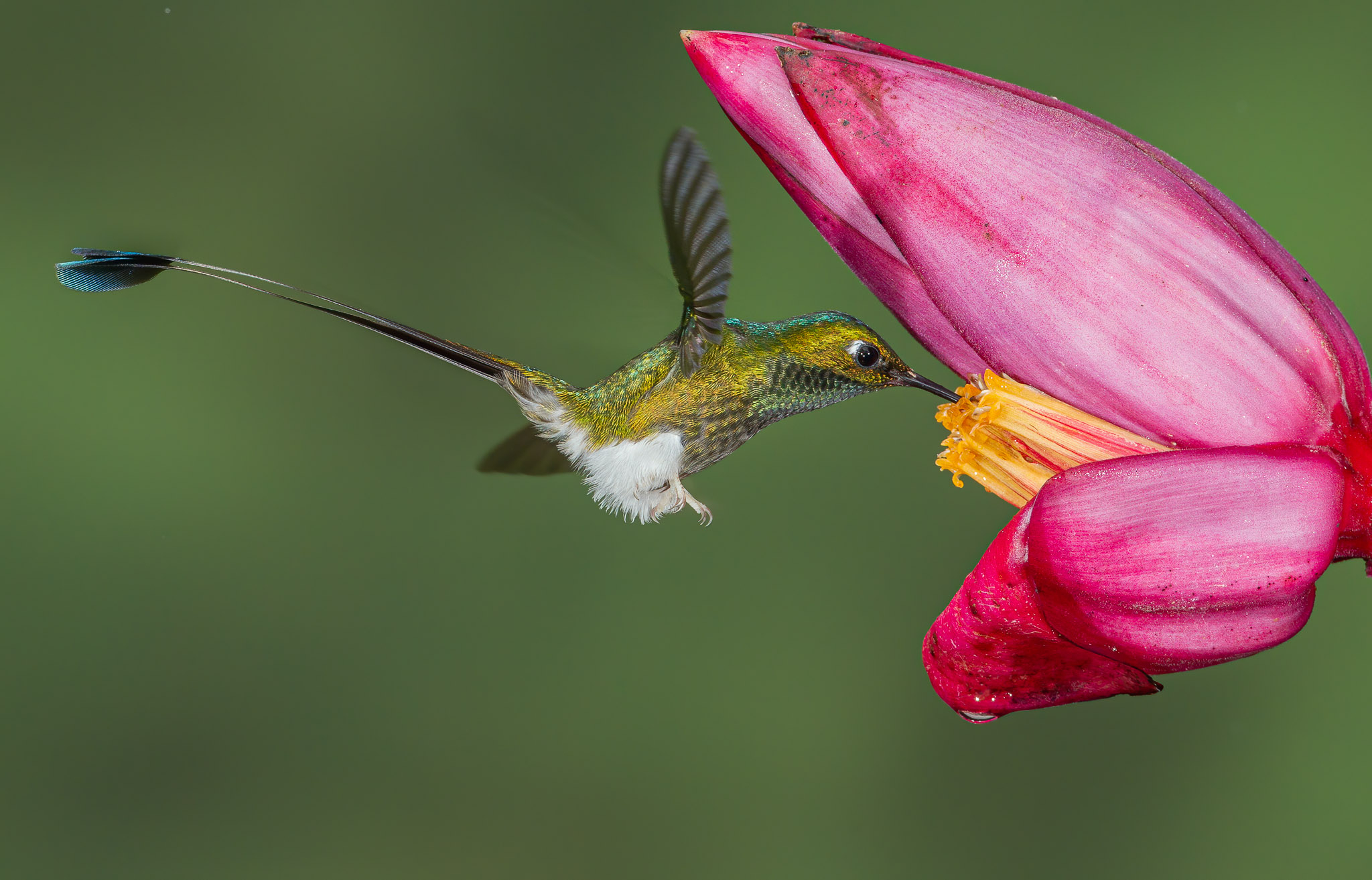 Booted Racket-tail