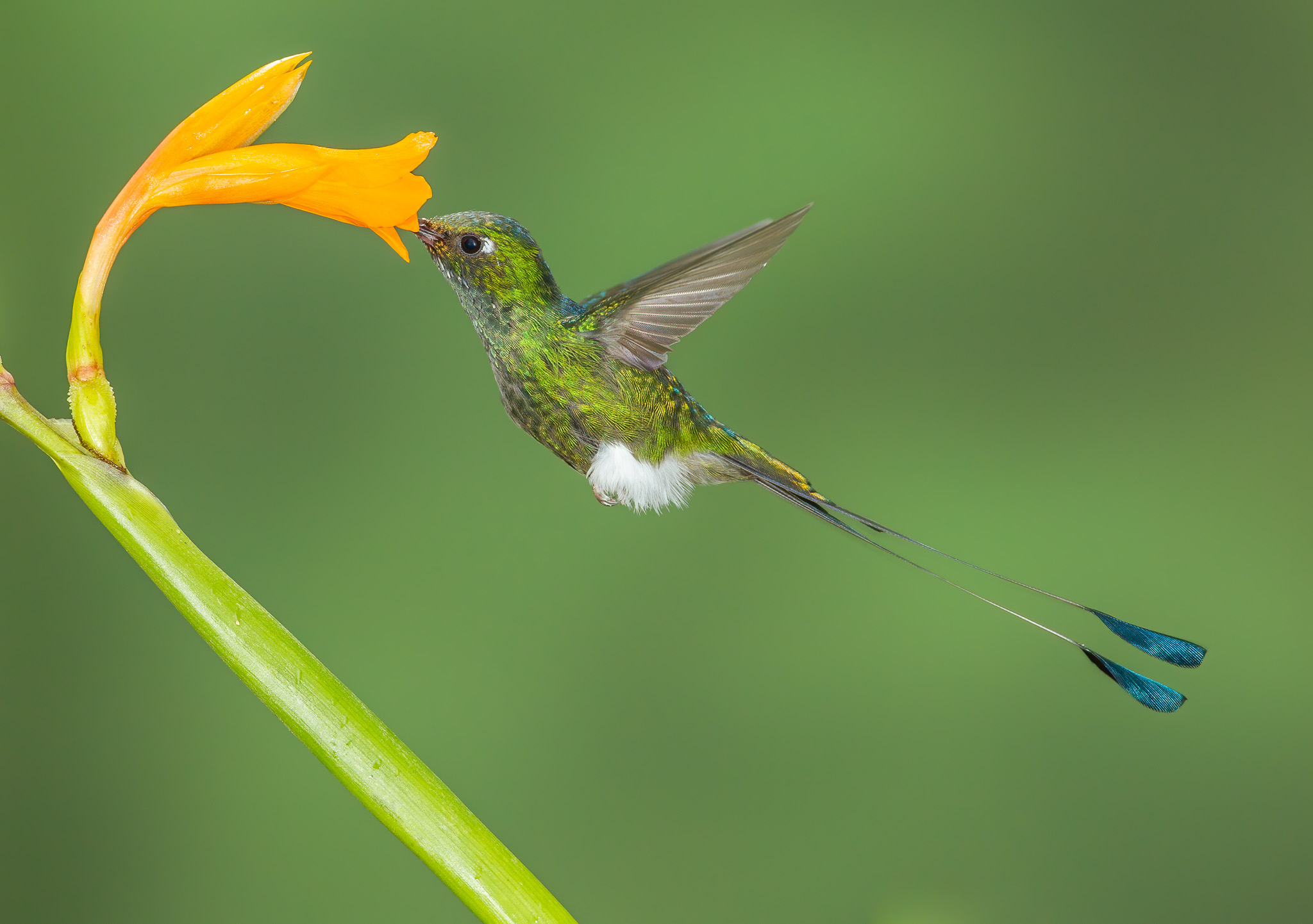 Booted Racket-tail